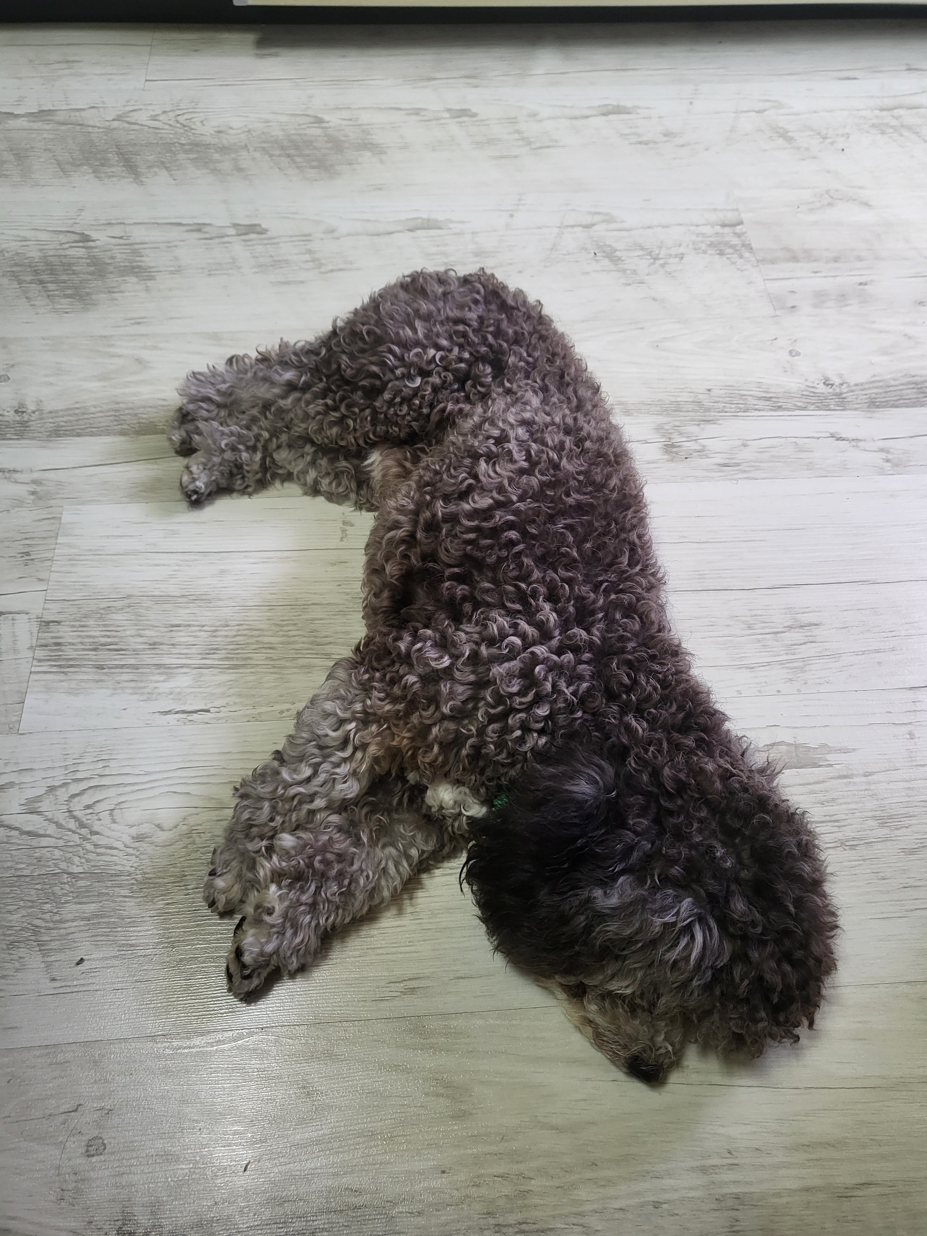 관악펫시터 대표 이미지