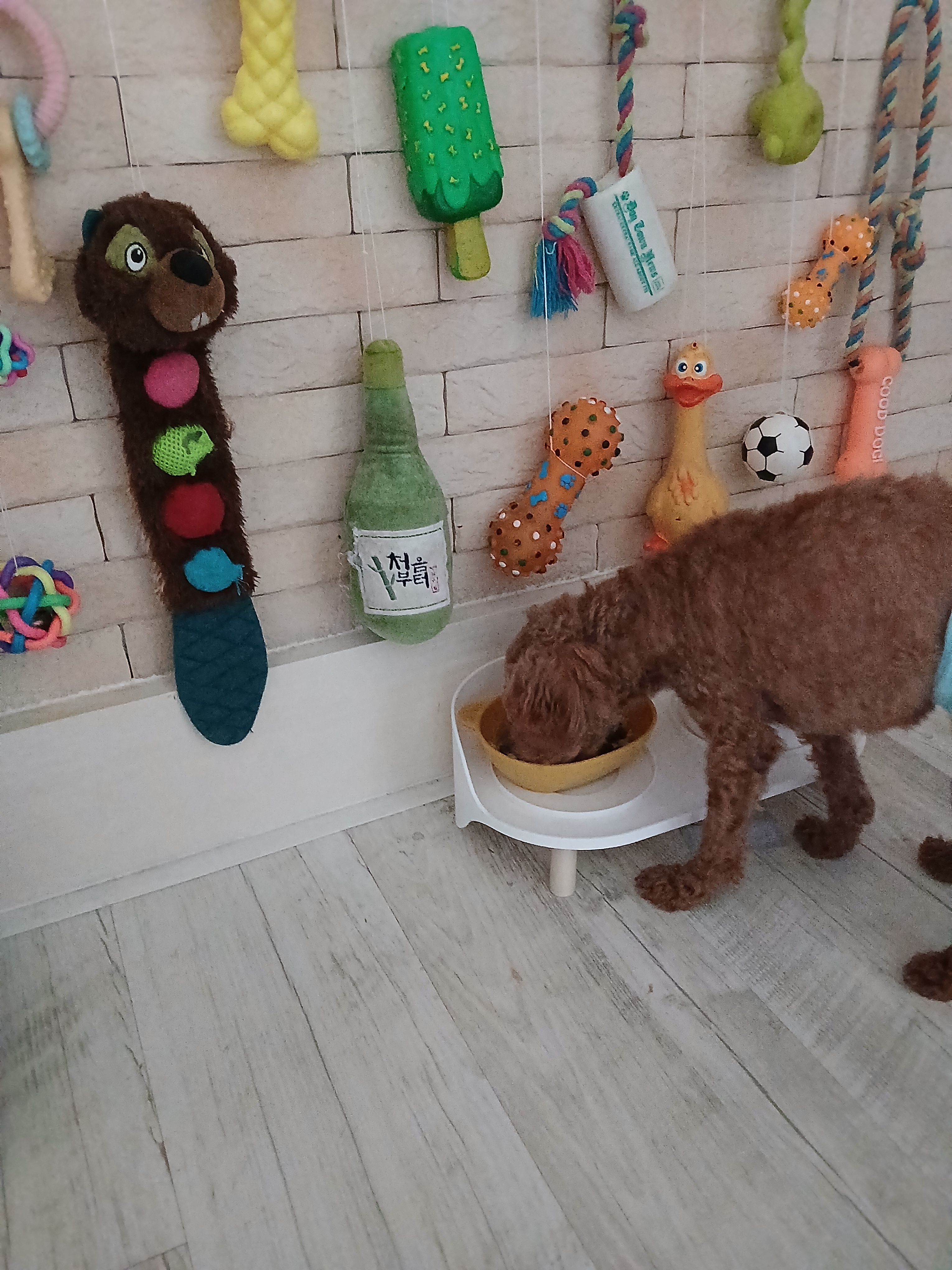 관악펫시터 대표 이미지