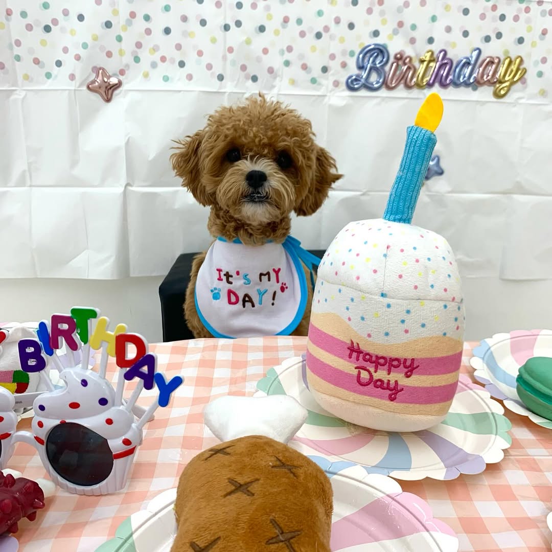 뿡뿡애견호텔 대표 이미지