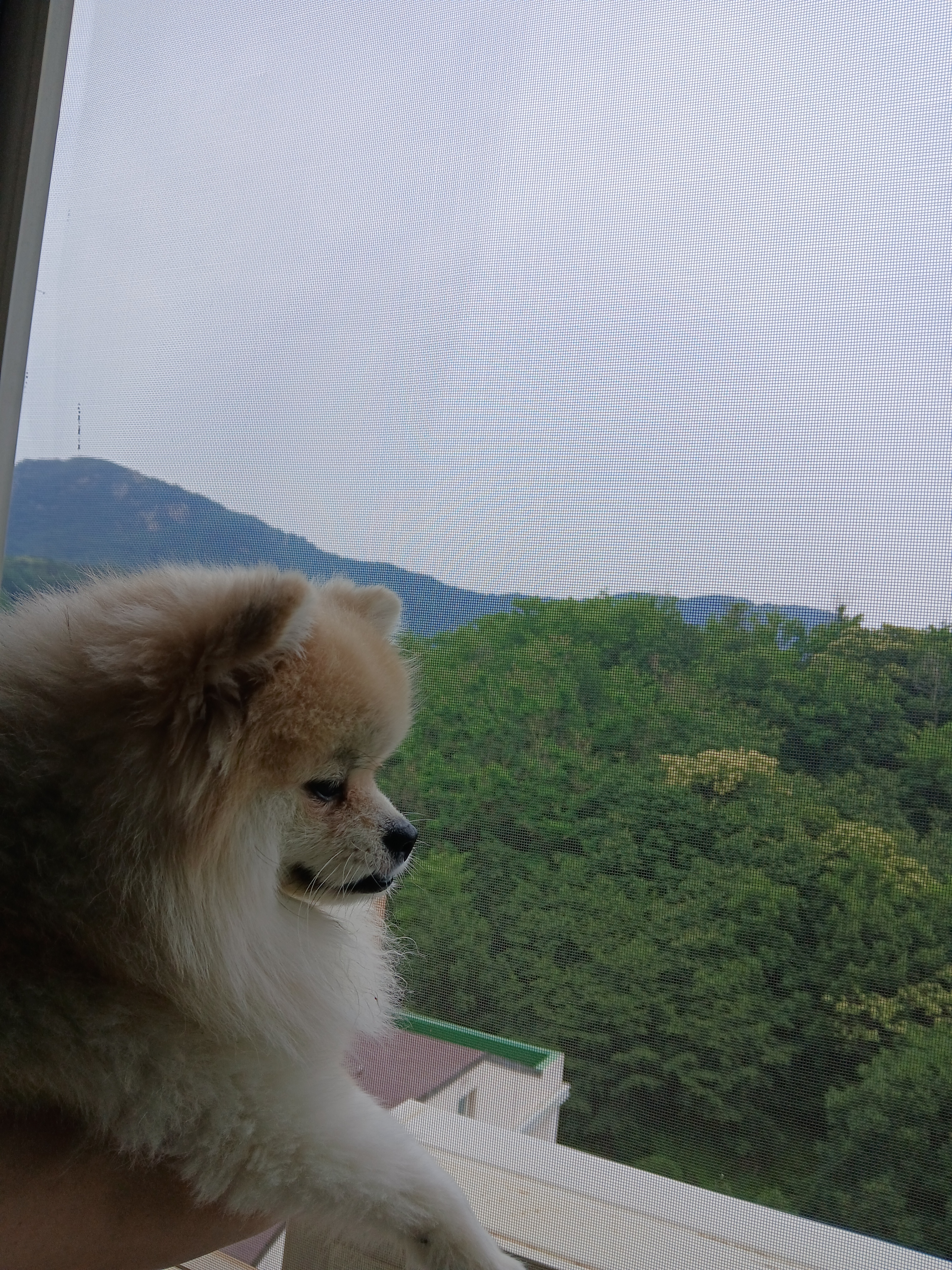 관악펫시터 대표 이미지