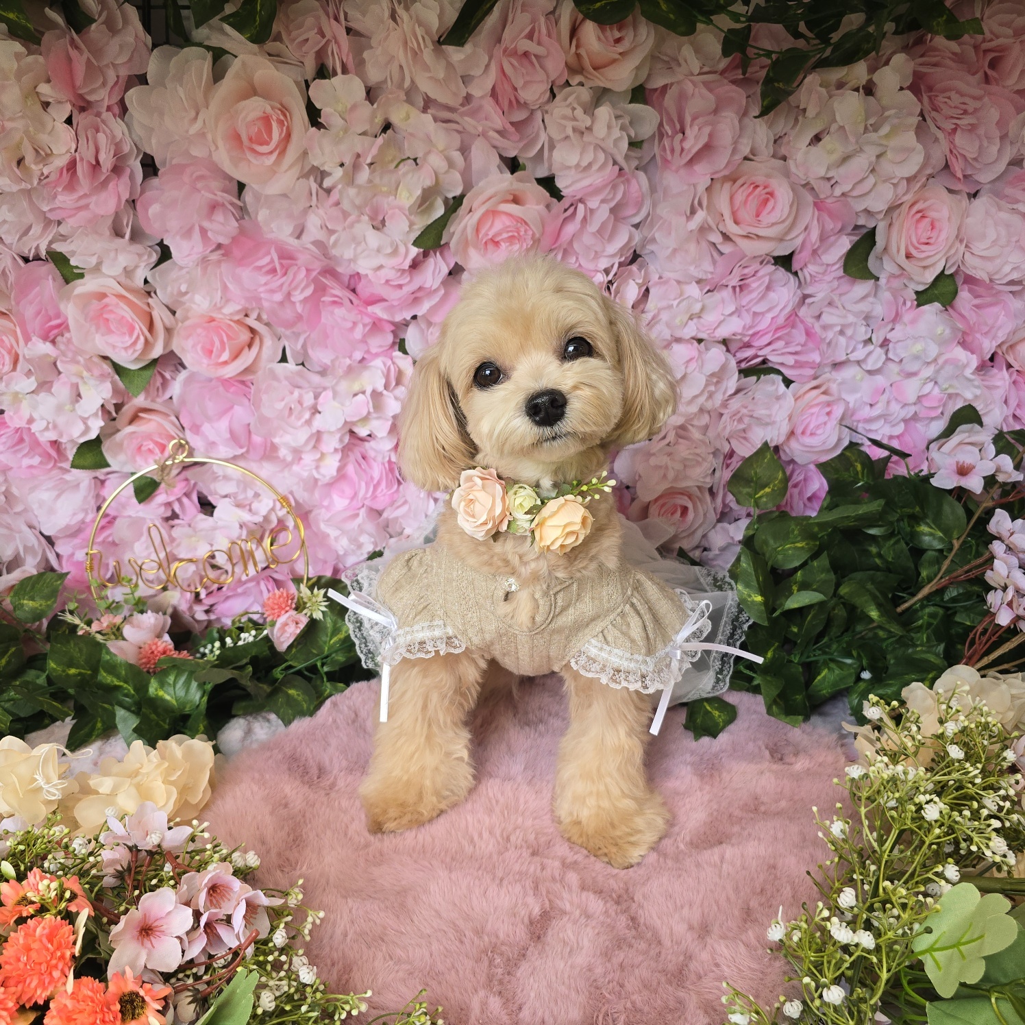 바우라움 강아지유치원&호텔 메인캠퍼스 대표 이미지