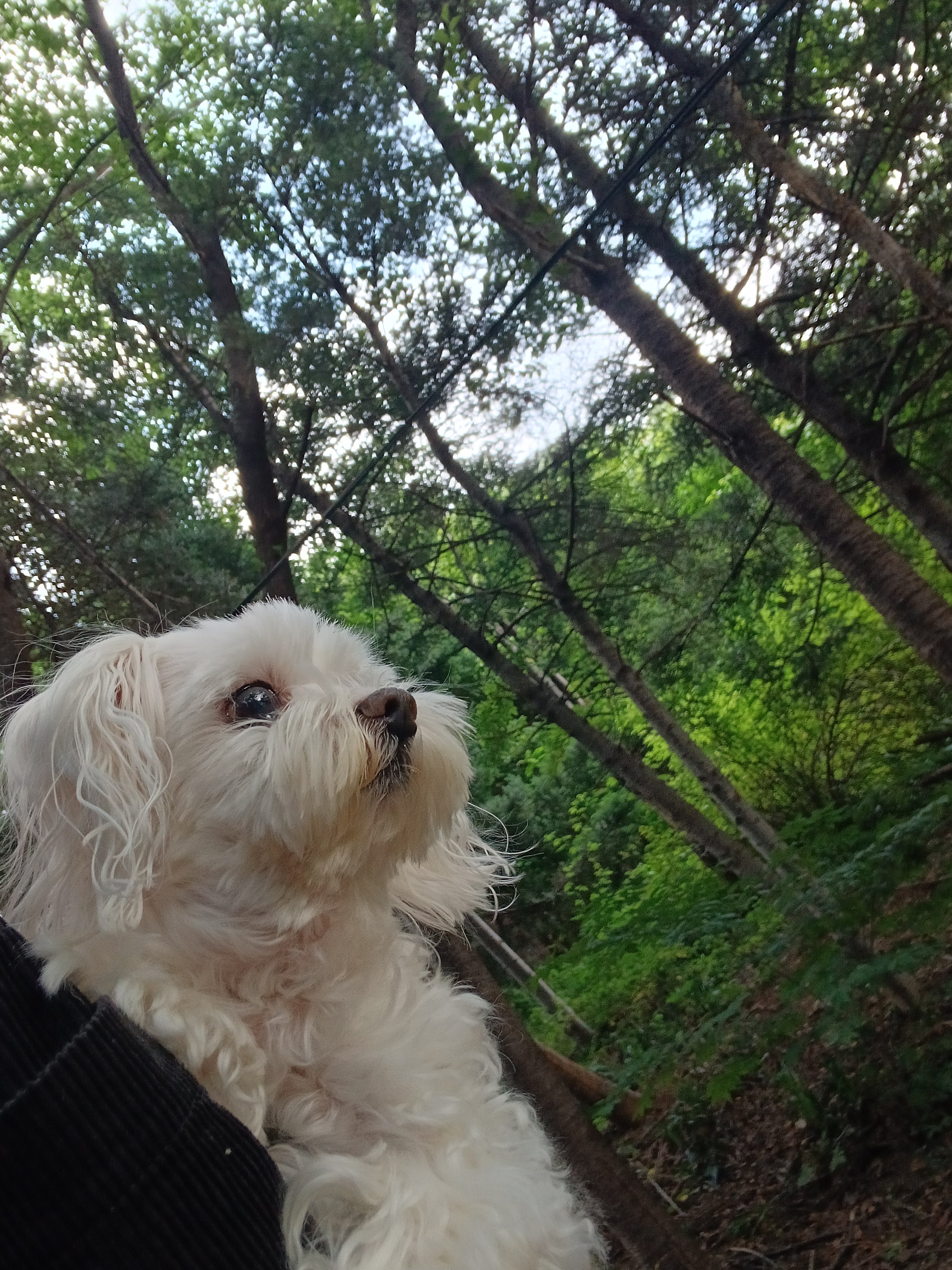 관악펫시터 대표 이미지