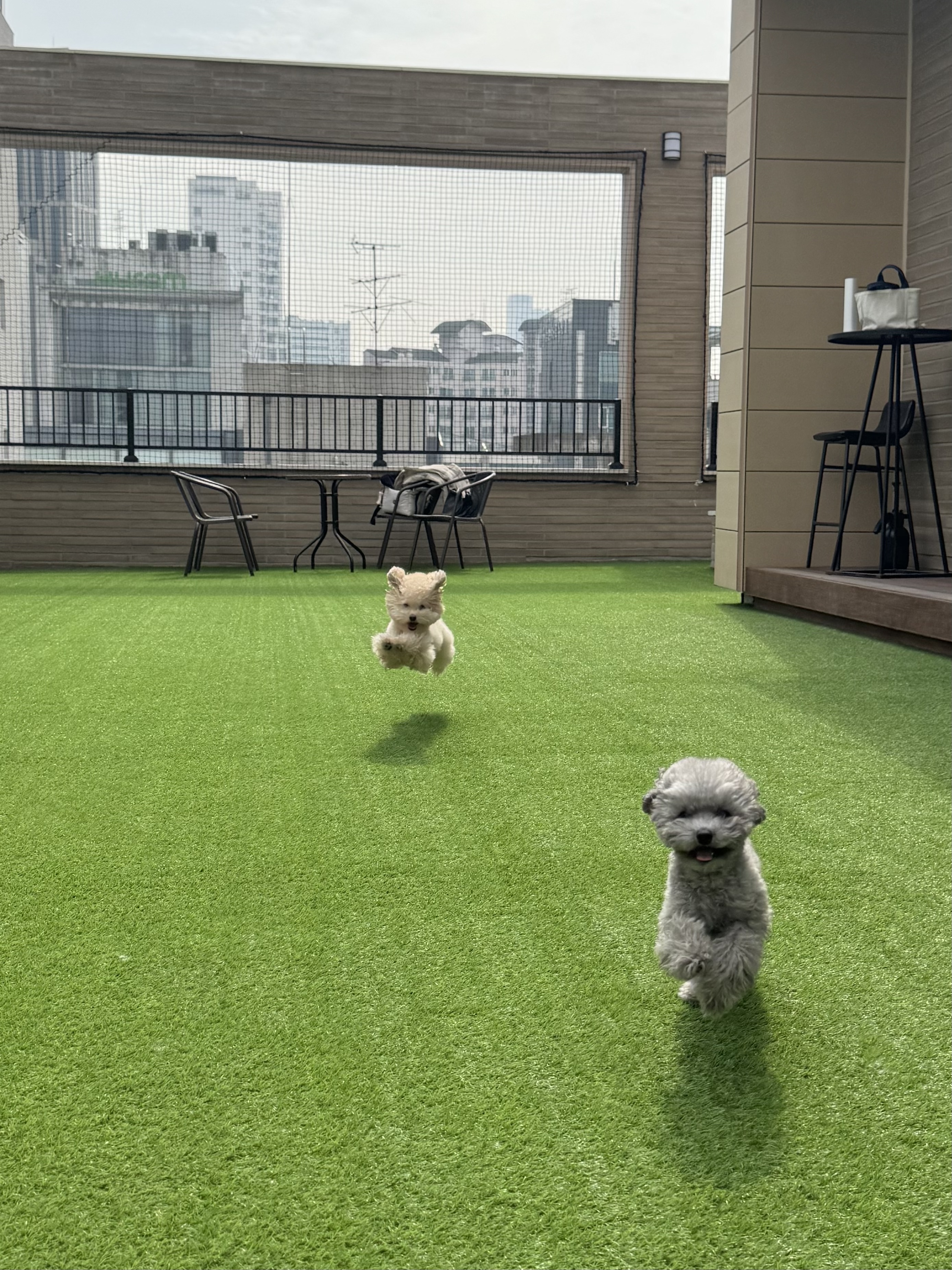 바우라움 강아지유치원&호텔 메인캠퍼스 대표 이미지