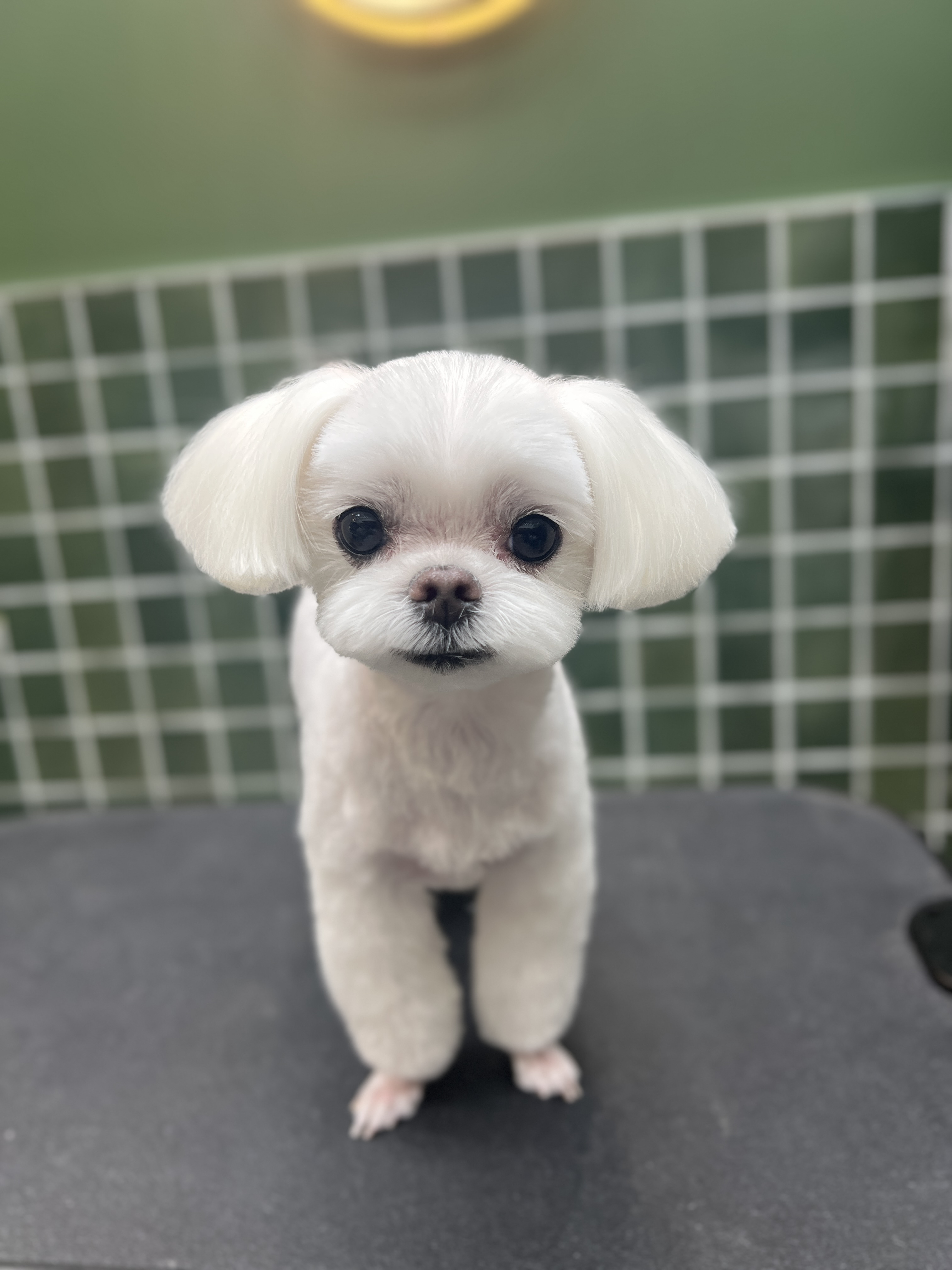 플러피라운지 대표 이미지