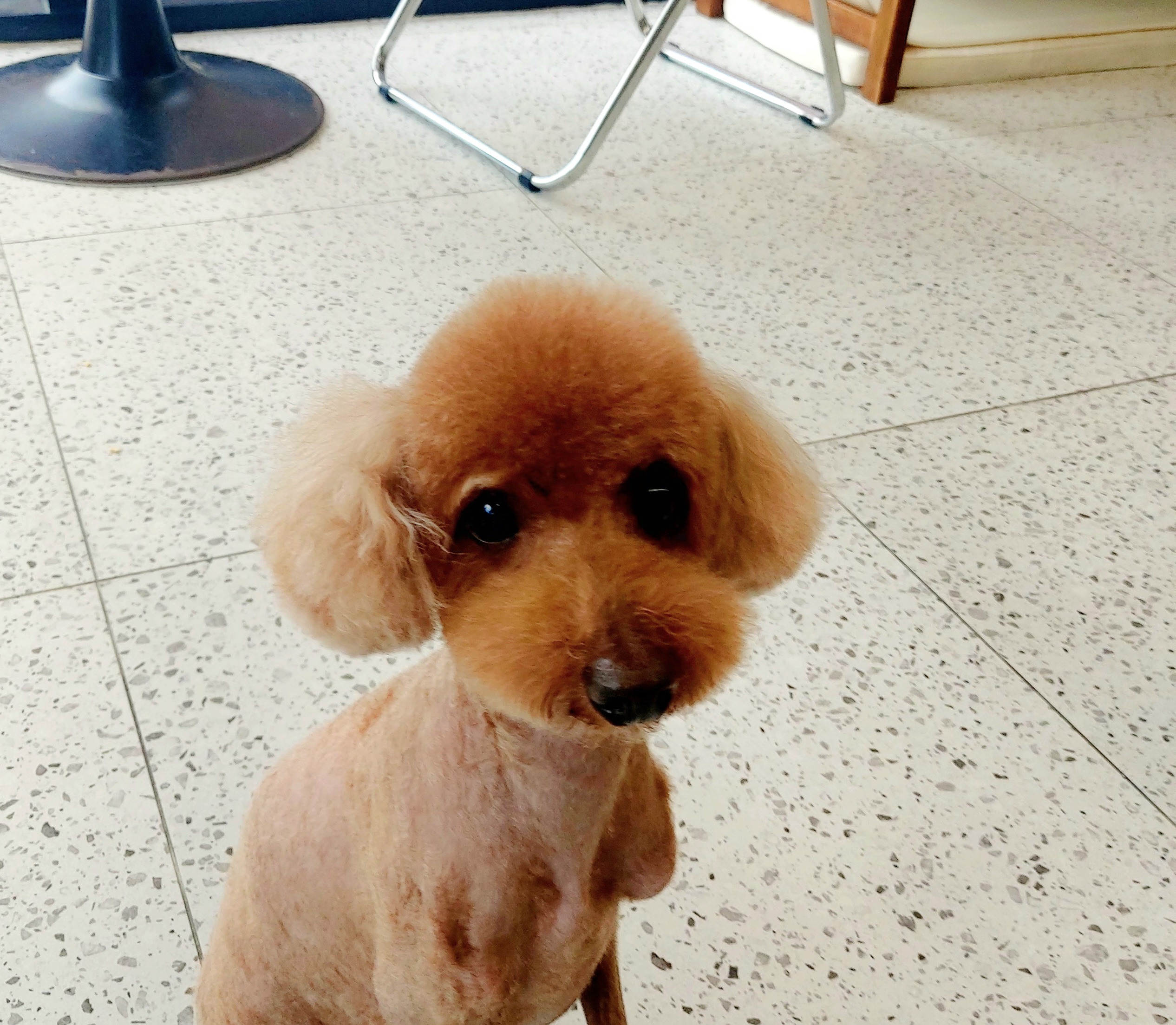 똥강아지반려견미용실호텔 대표 이미지
