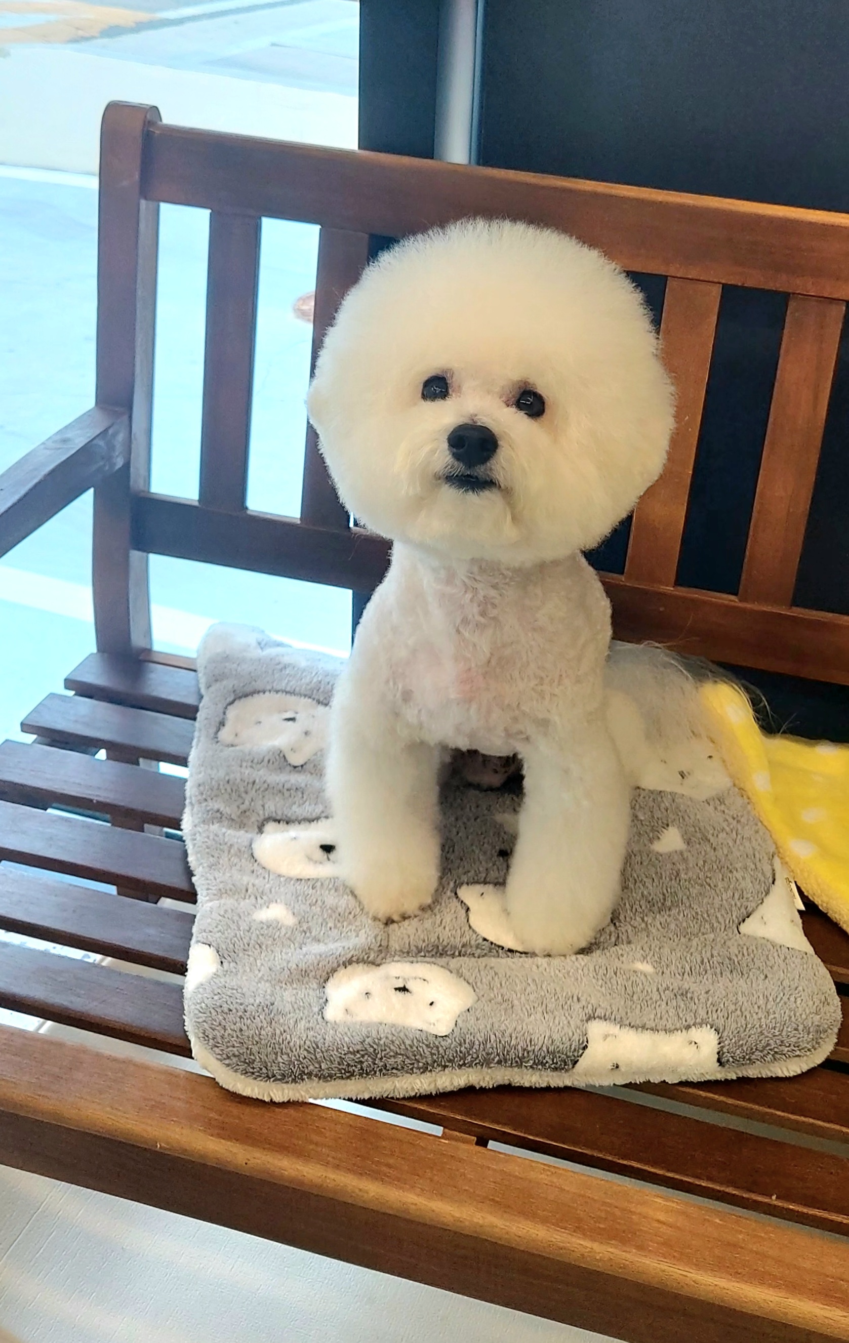 똥강아지반려견미용실호텔 대표 이미지