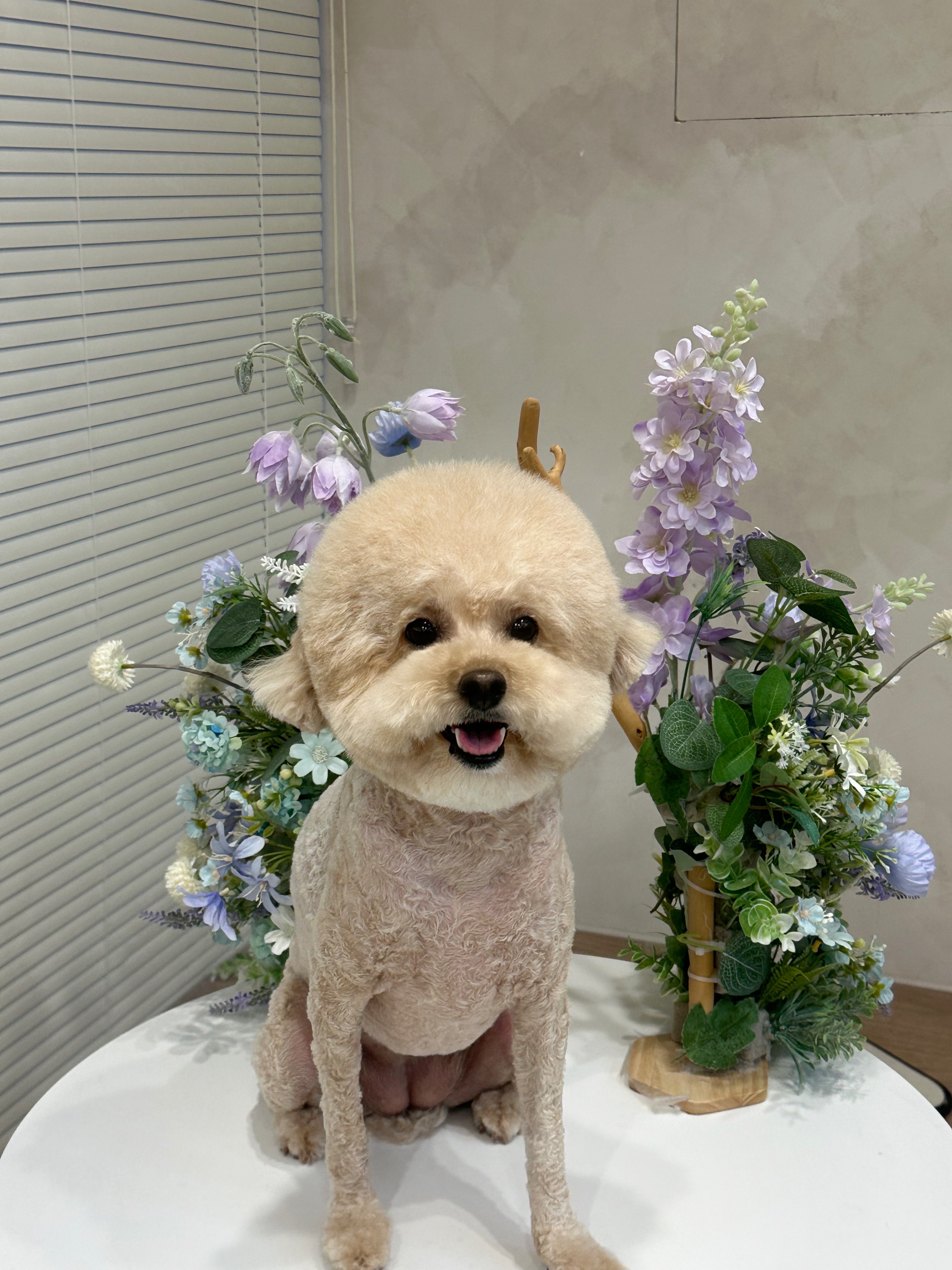 더 아름답개 대표 이미지