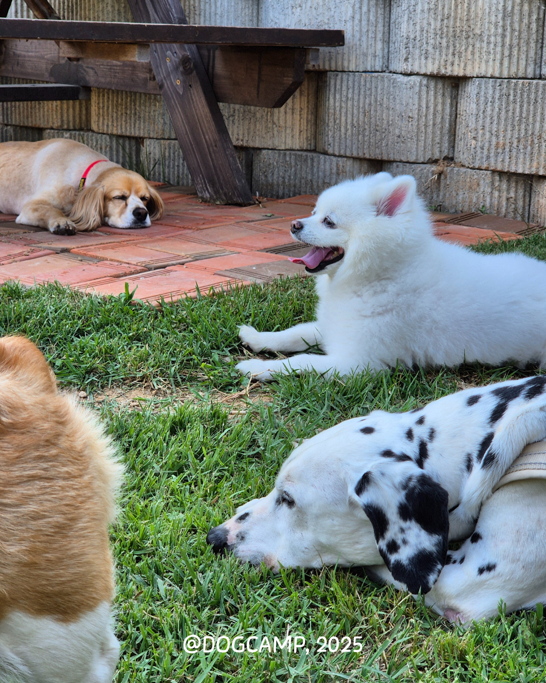 도그캠프 김포점 애견호텔 애견유치원 애견카페 대표 이미지