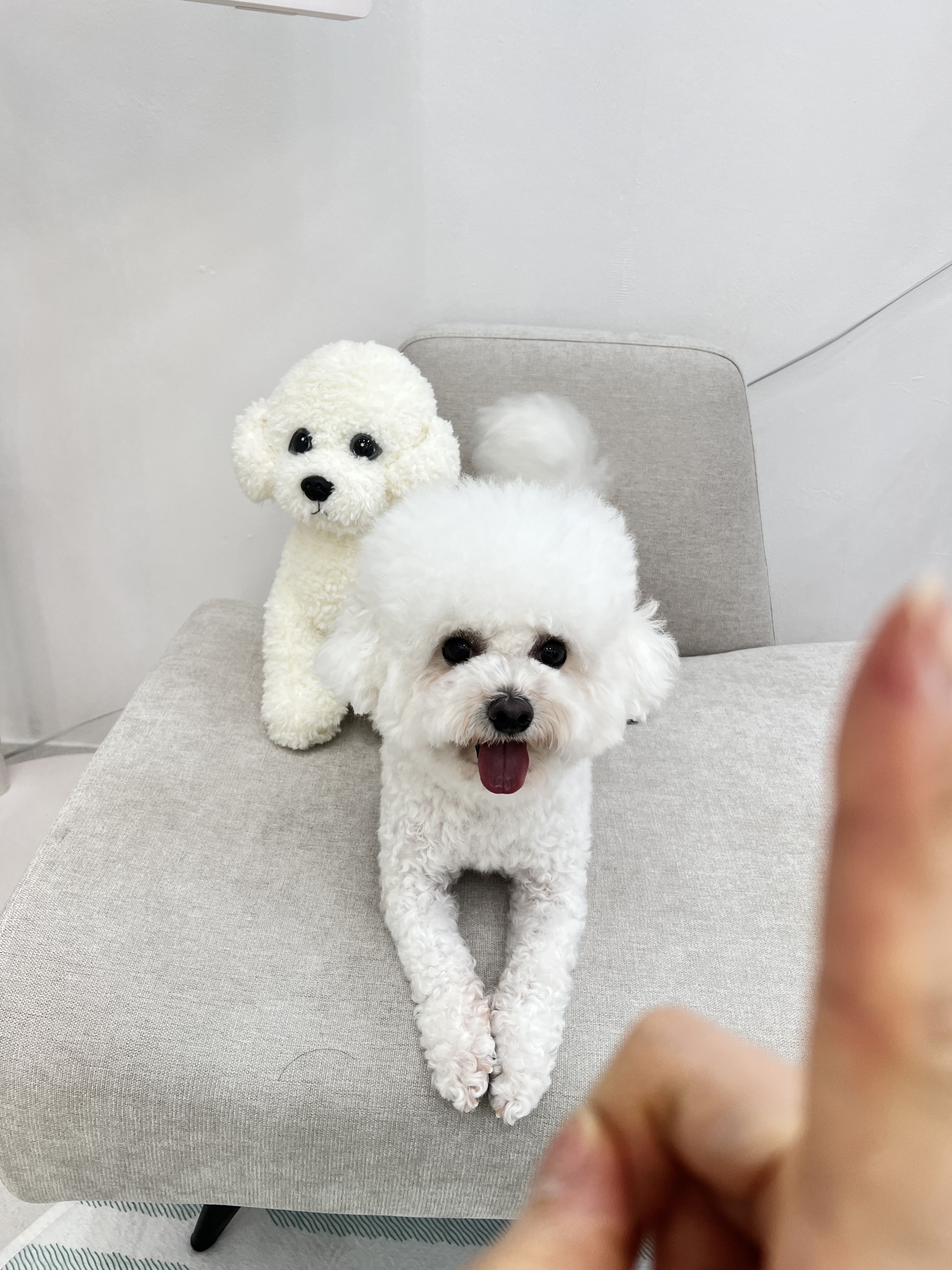 퍼플포우 펫살롱 대표 이미지