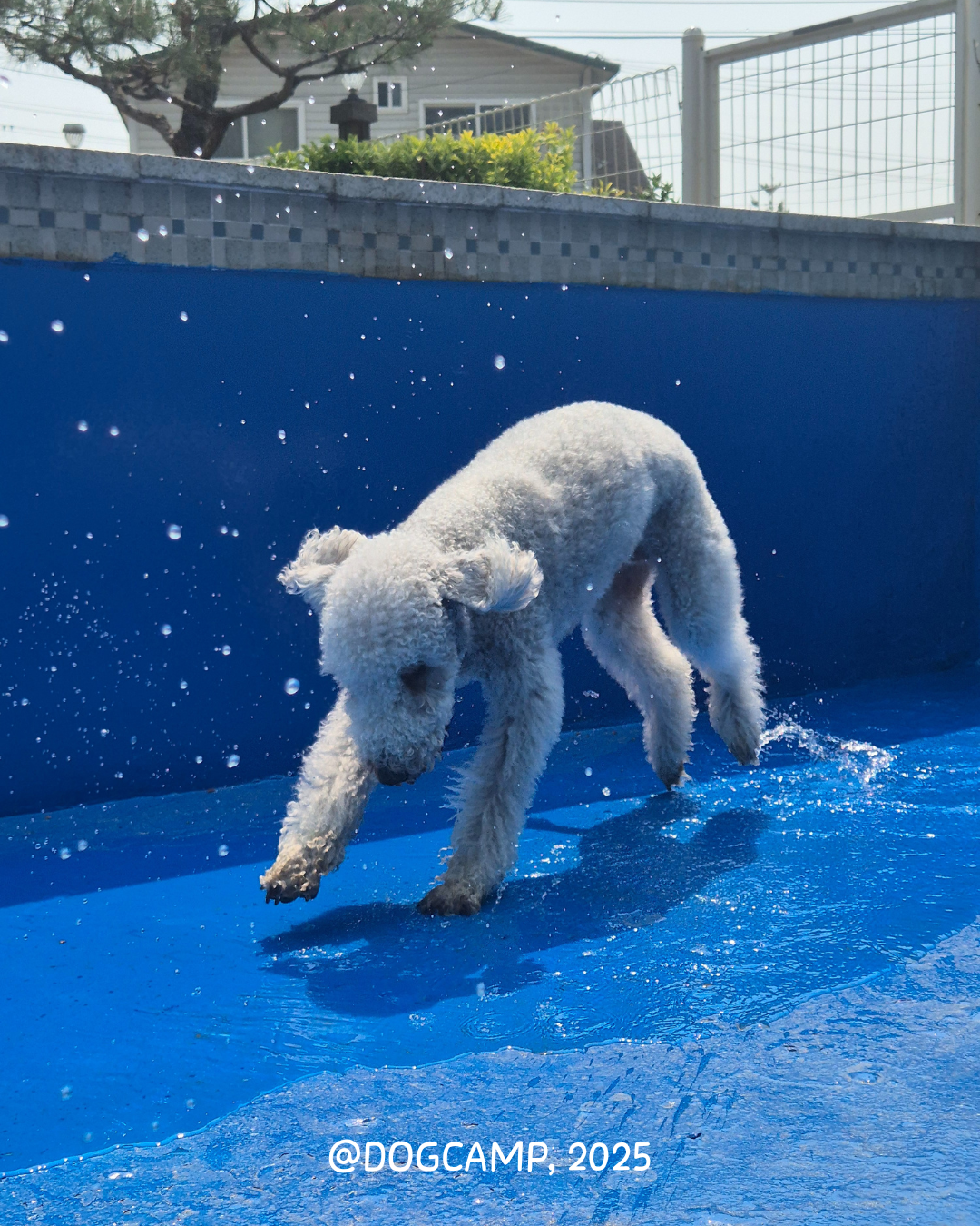 도그캠프 김포점 애견호텔 애견유치원 애견카페 대표 이미지