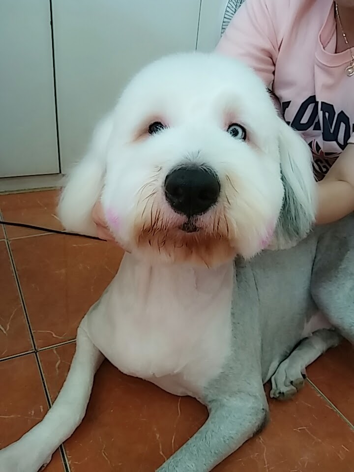 펫토피아 대표 이미지