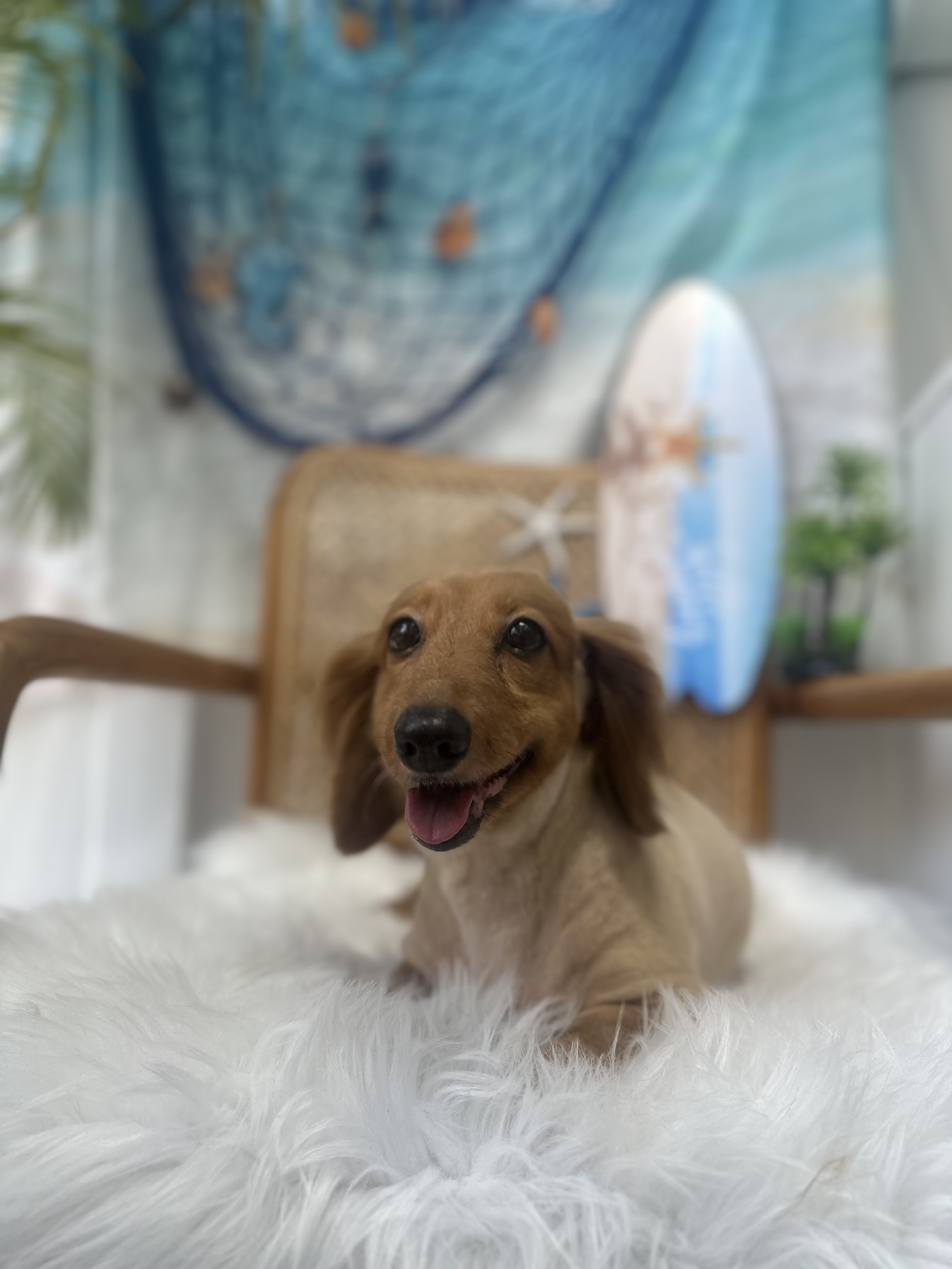 펫프렌즈 애견미용&호텔 대표 이미지