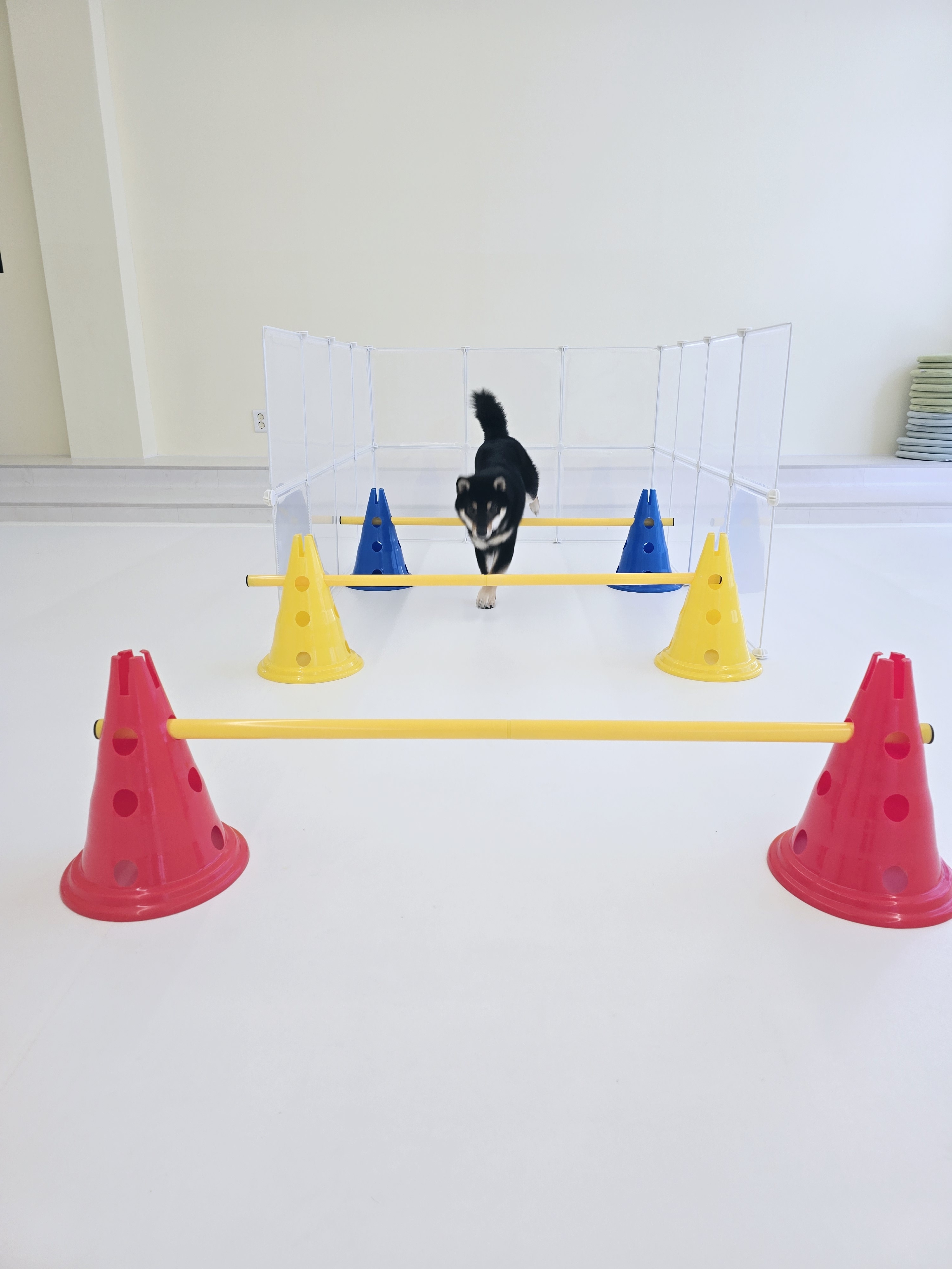 멍그리 애견유치원 애견호텔 애견미용 대표 이미지