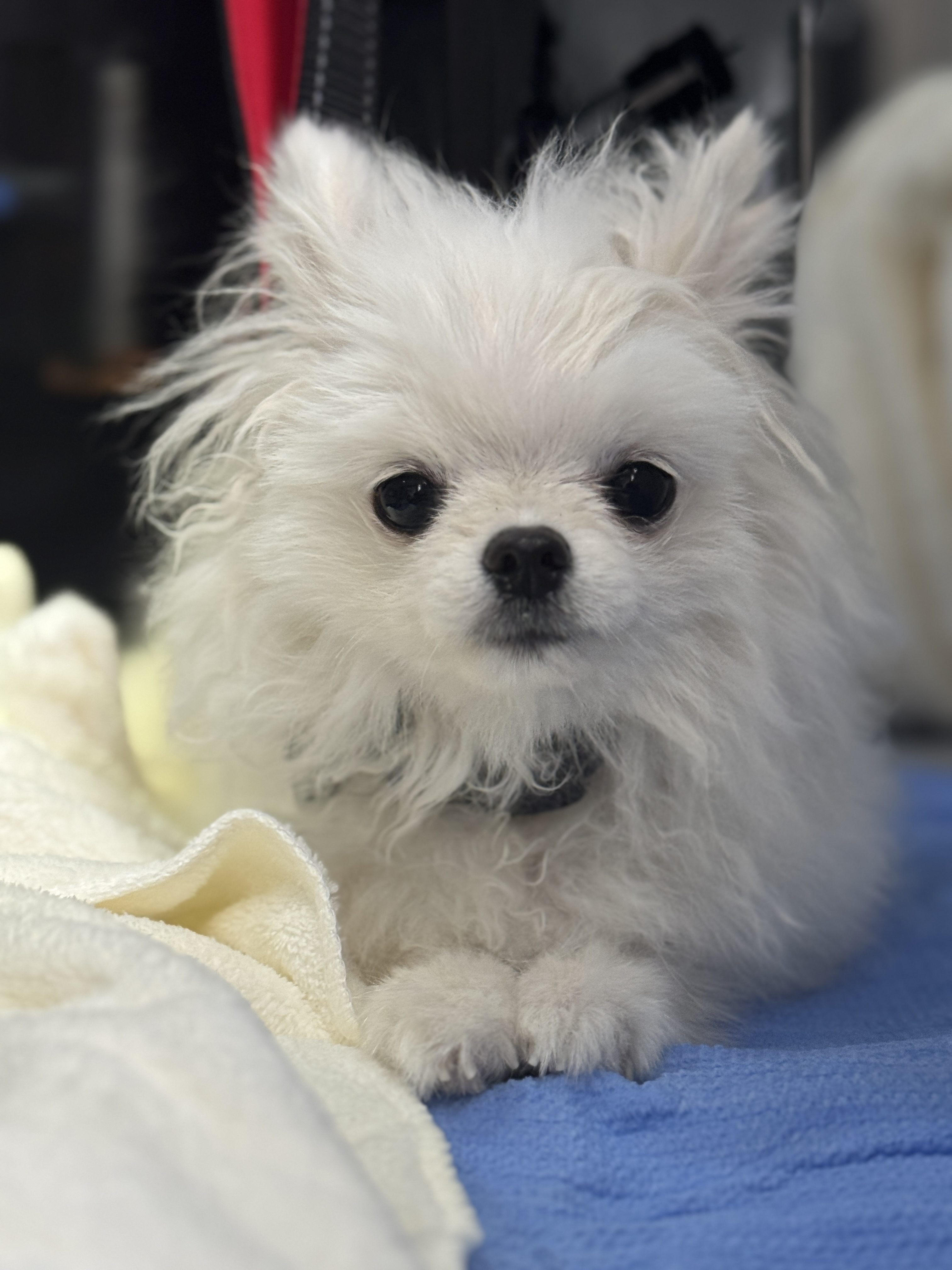 향기롭개 대표 이미지