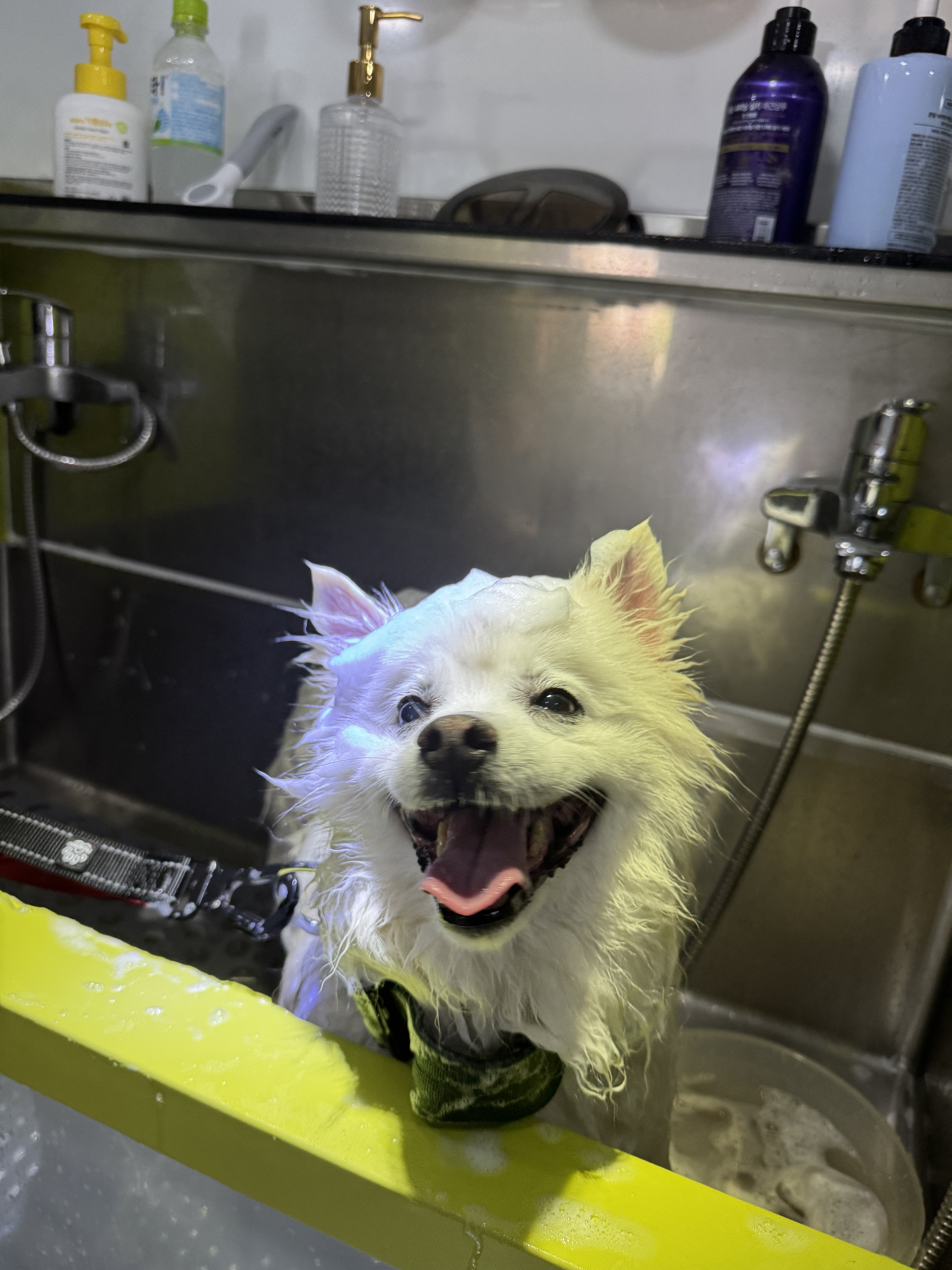 향기롭개 대표 이미지