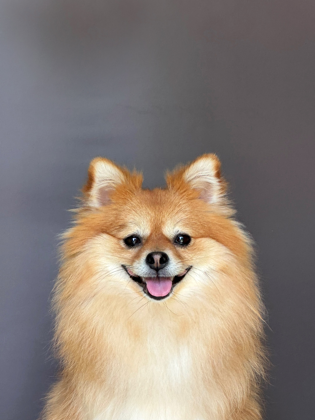 개나리 강아지유치원 대표 이미지