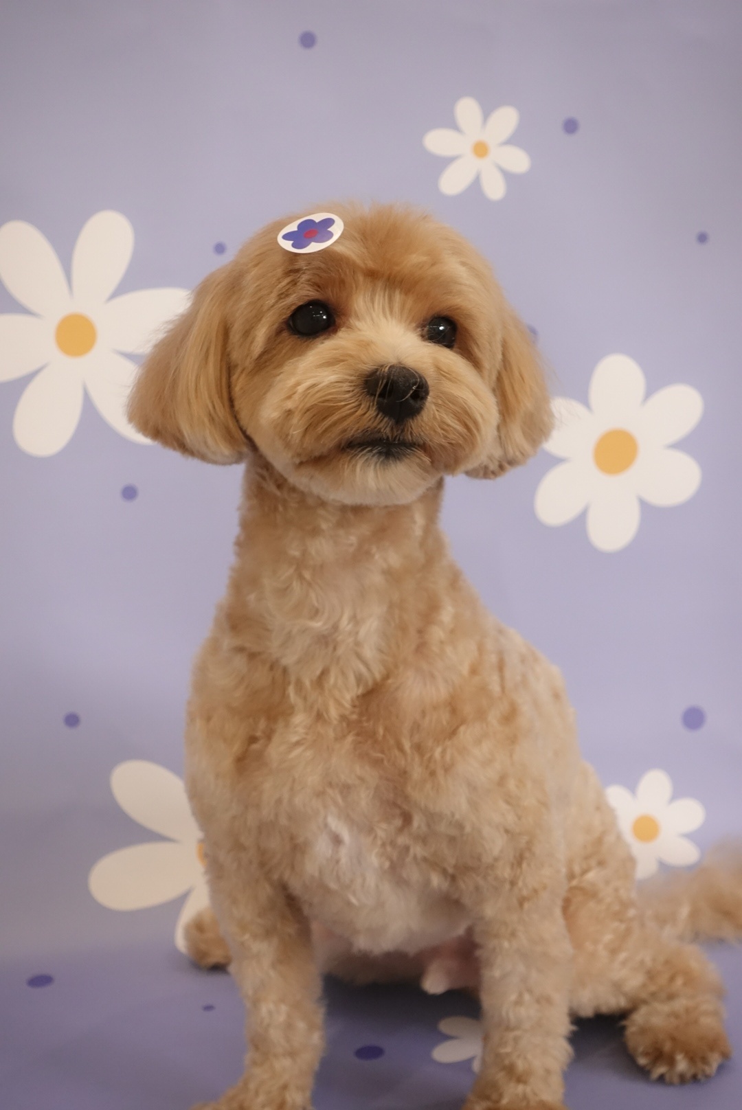 그루밍호찌 대표 이미지