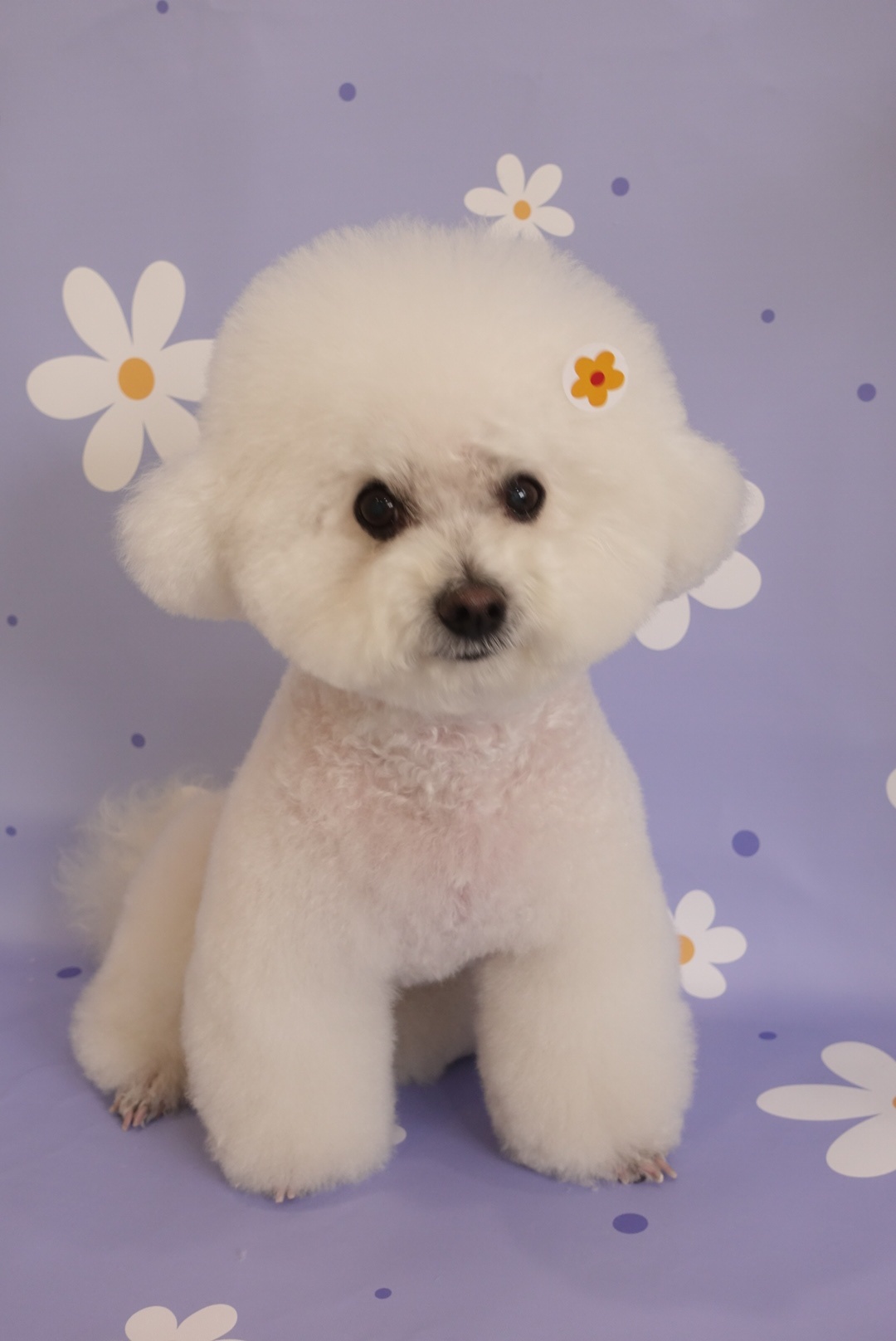 그루밍호찌 대표 이미지