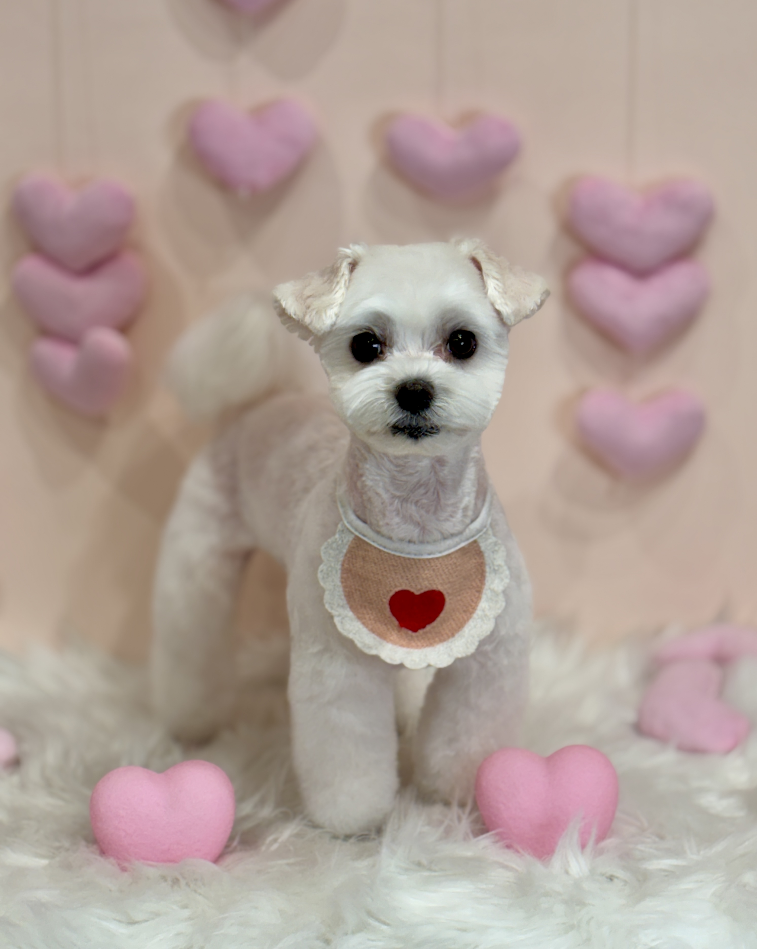 댕바라기 대표 이미지