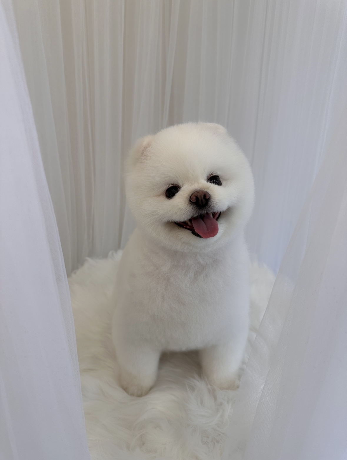 그루플러피 대표 이미지