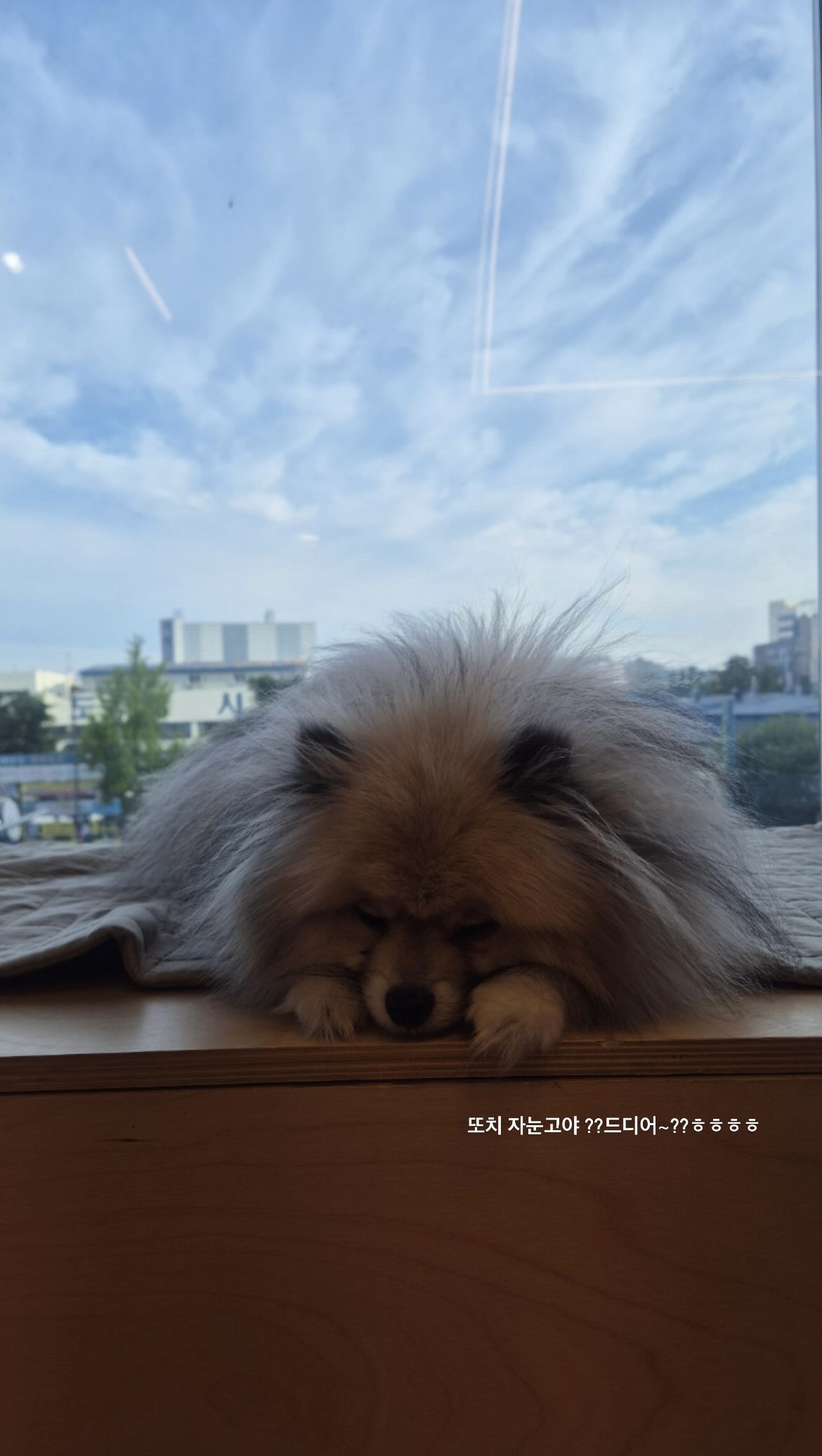 등교하개 애견유치원 애견호텔 대표 이미지