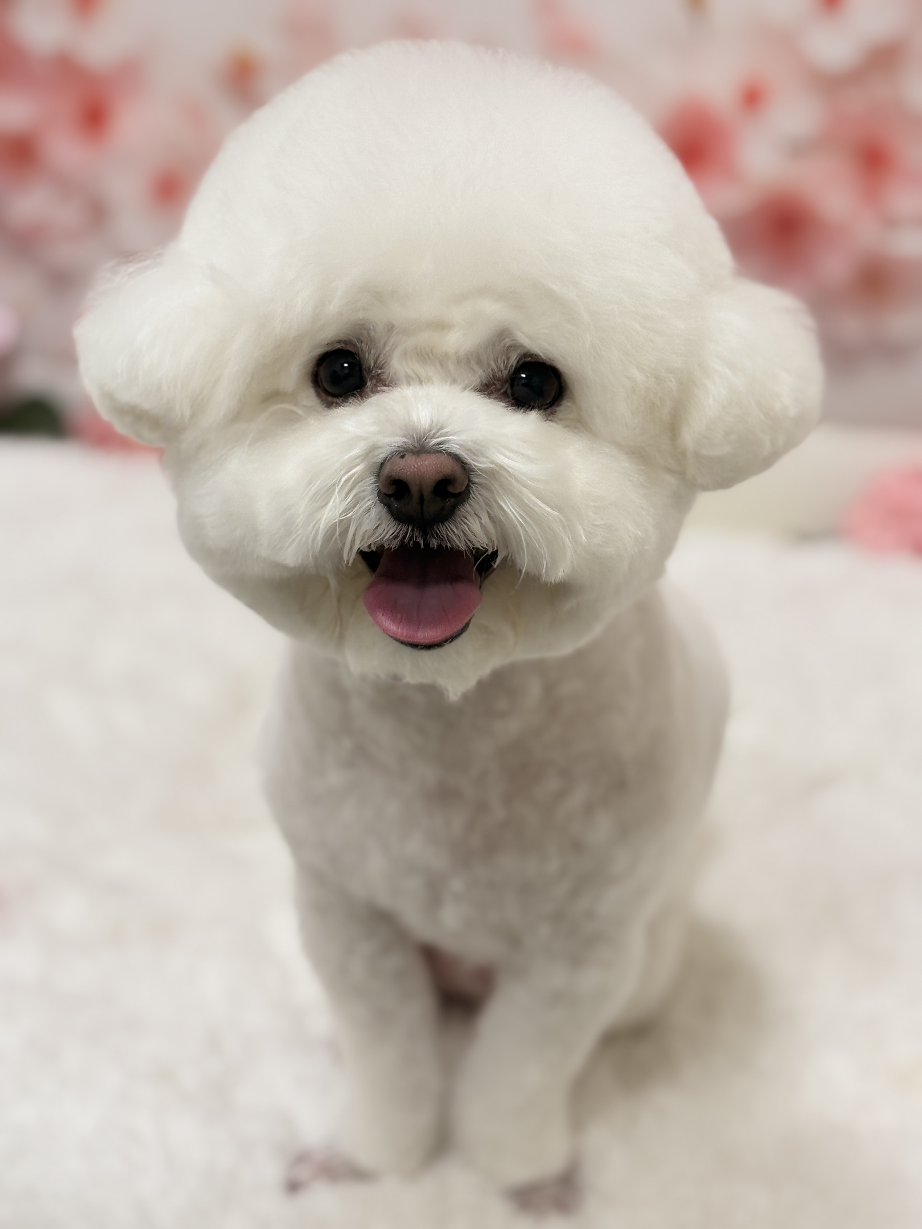 까까독아산애견미용아산애견호텔 반려동물 동반 애견카페