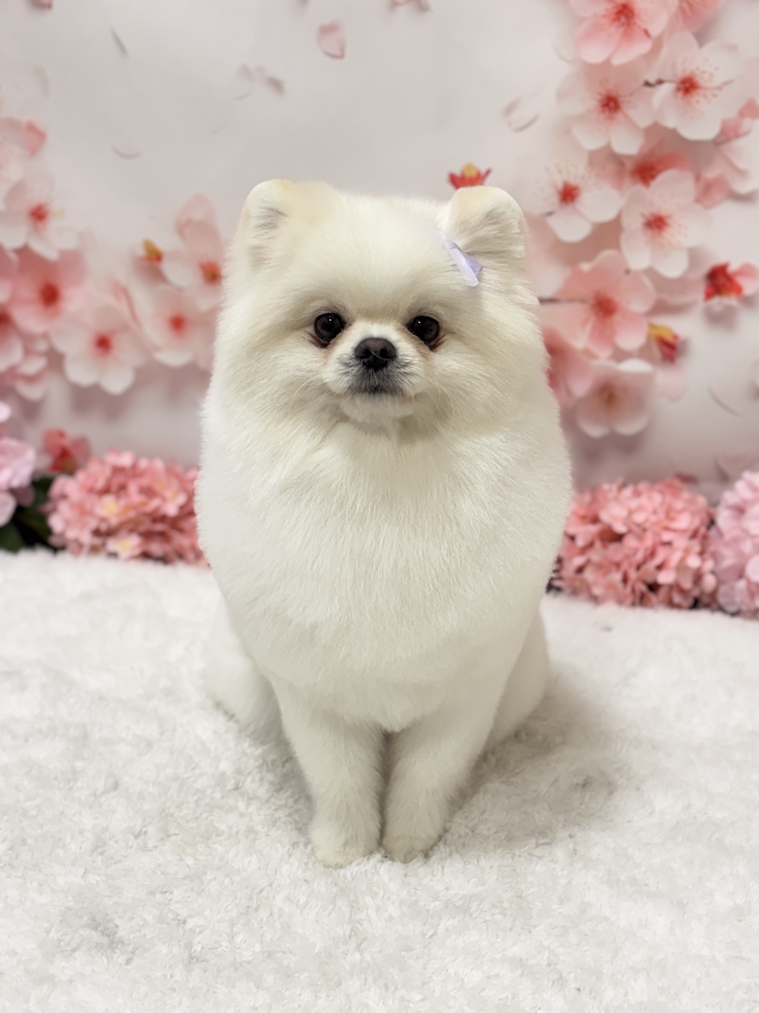까까독아산애견미용아산애견호텔 2