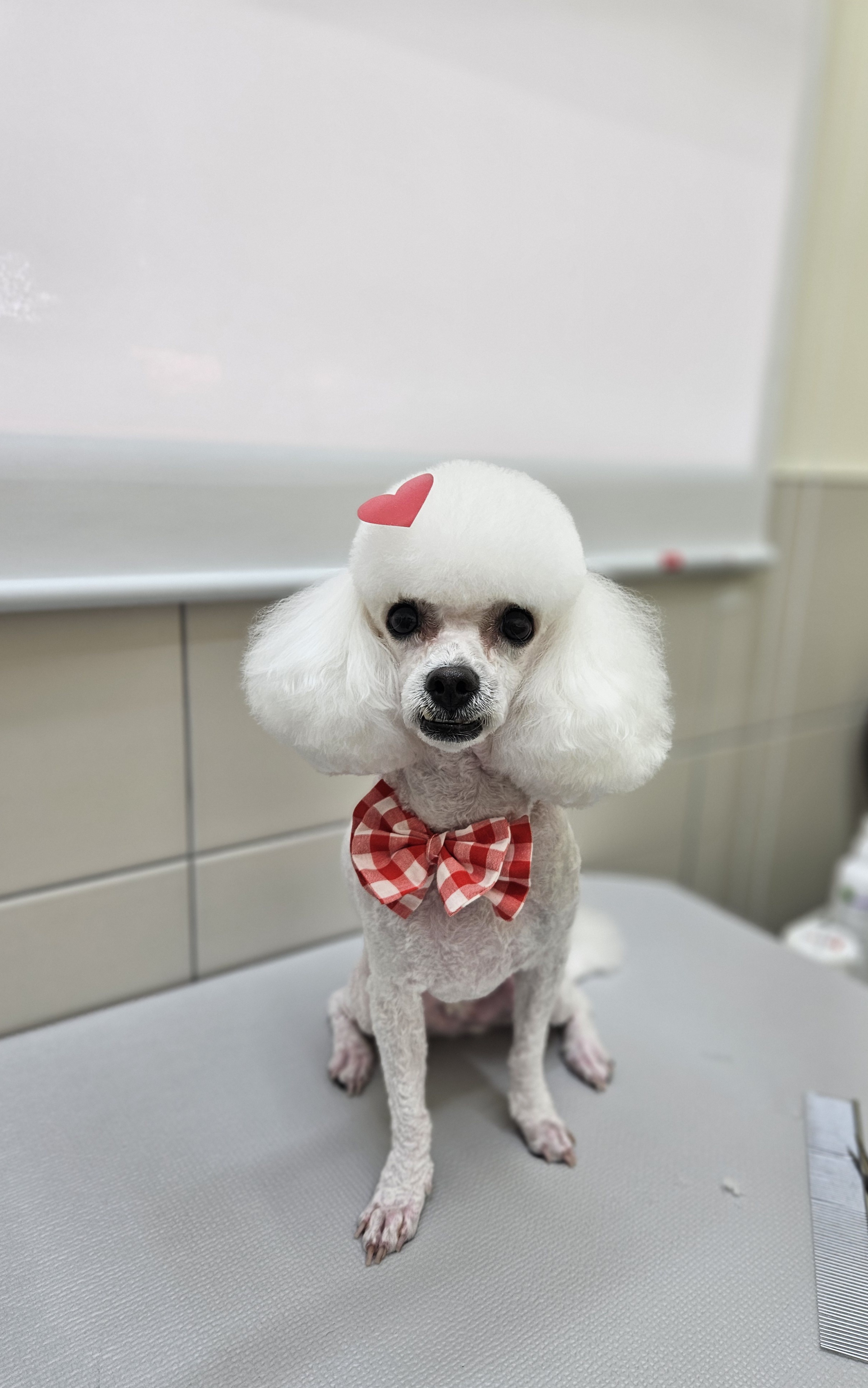싹 Dog 대표 이미지