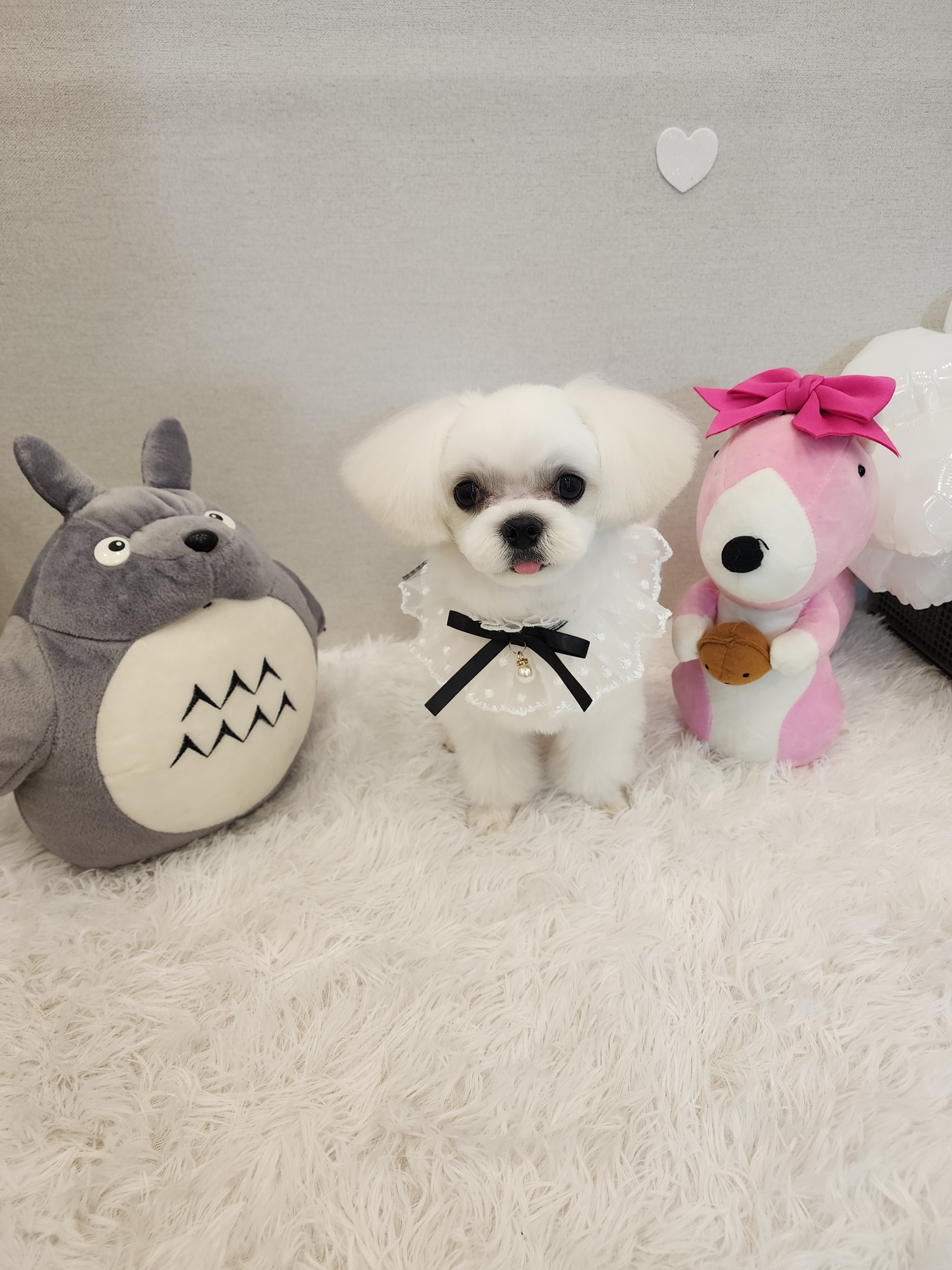 하이디 펫살롱 대표 이미지