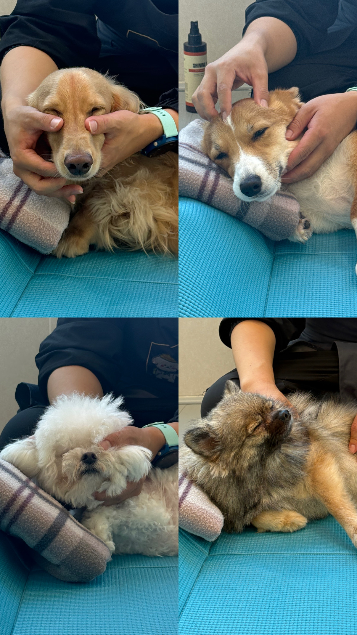 사이좋개 송도강아지유치원 애견호텔 대표 이미지