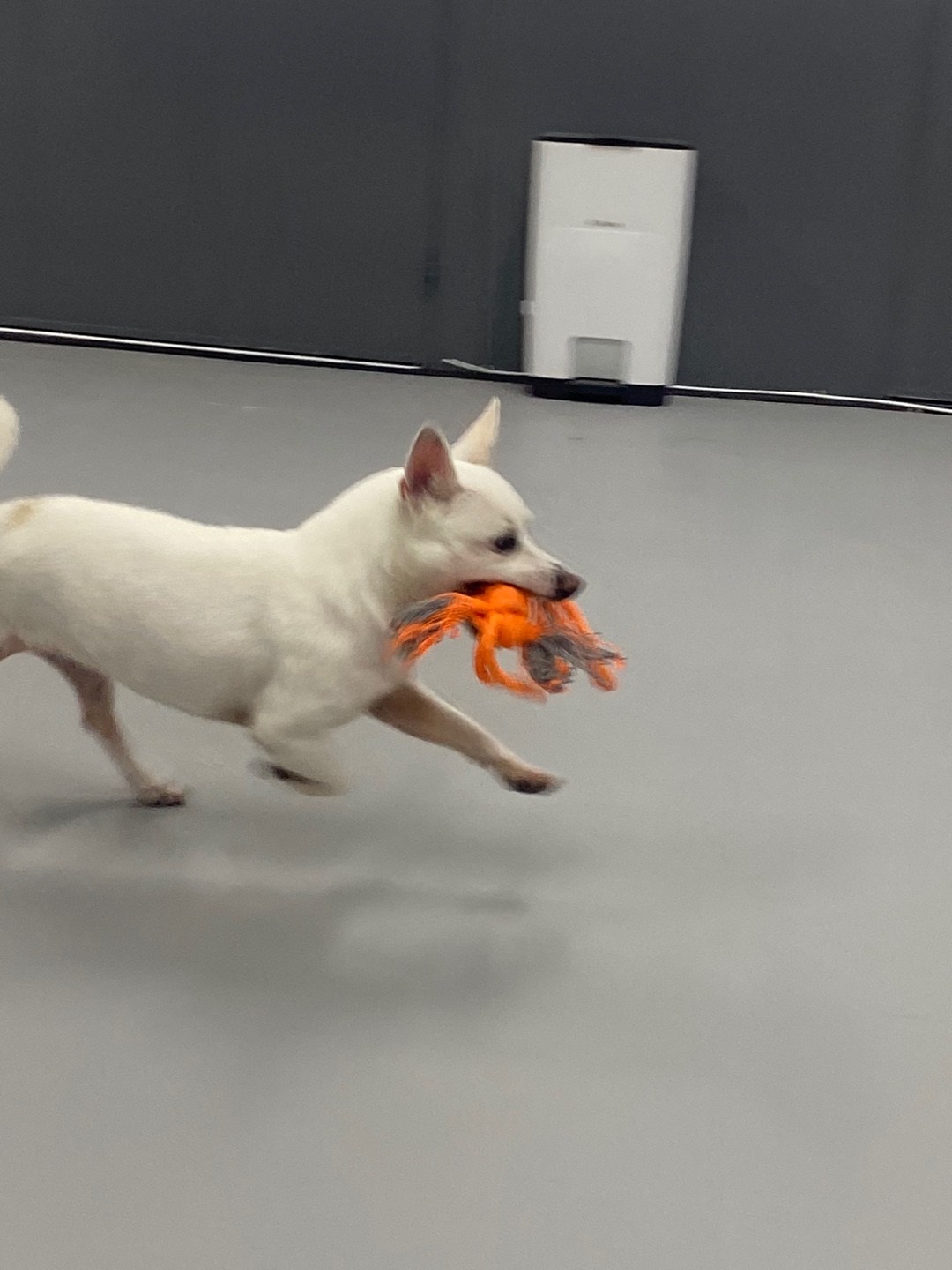 애니멀타임 대표 이미지