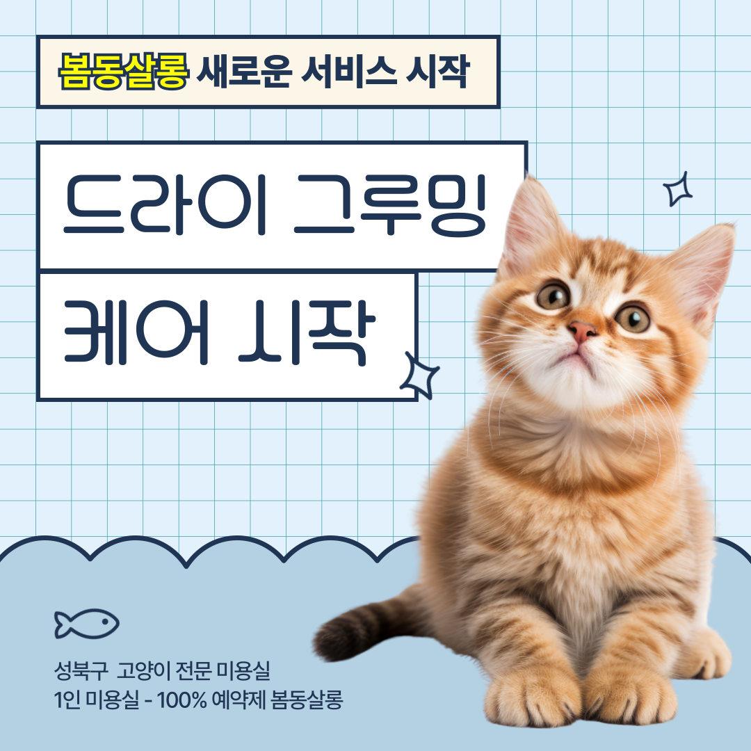 봄동살롱 고양이미용실 대표 이미지