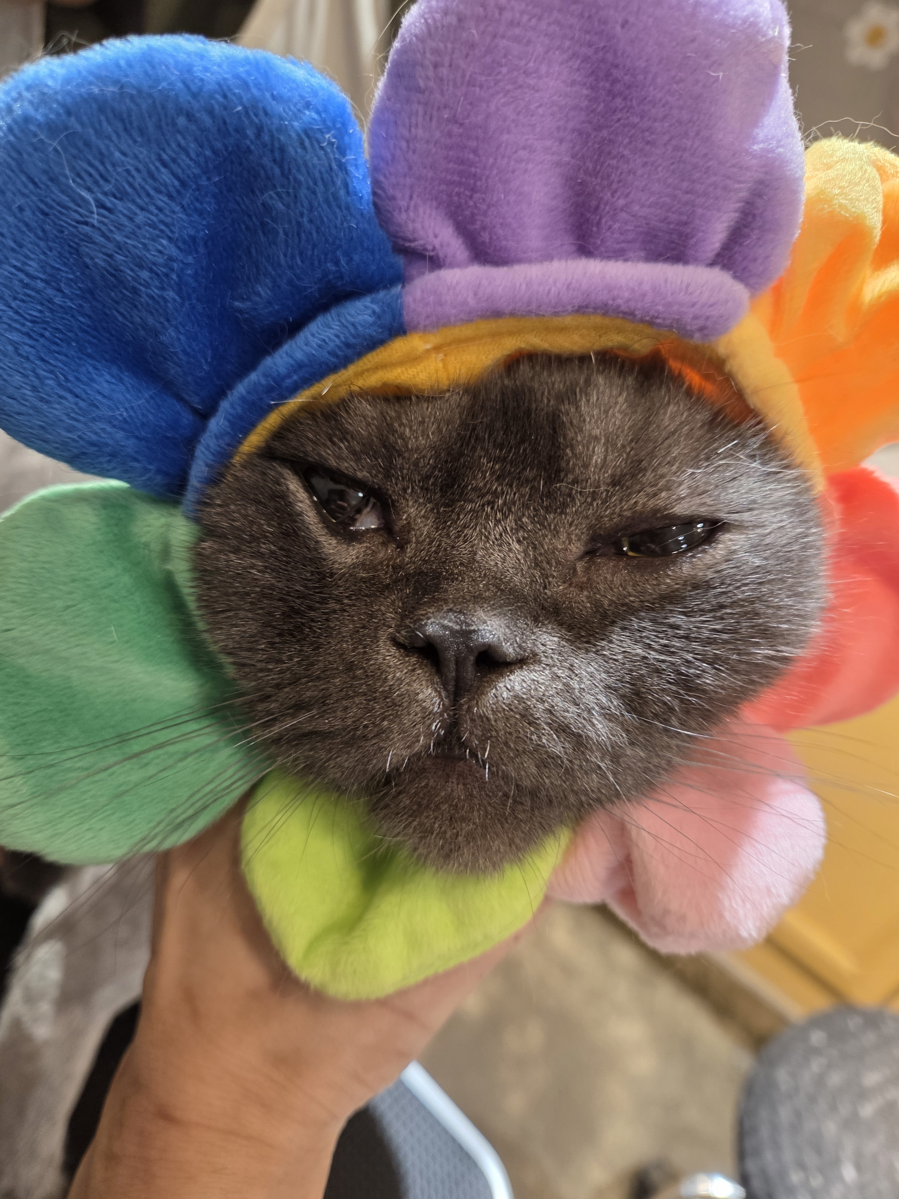 오묘고양이카페호텔미용 대표 이미지