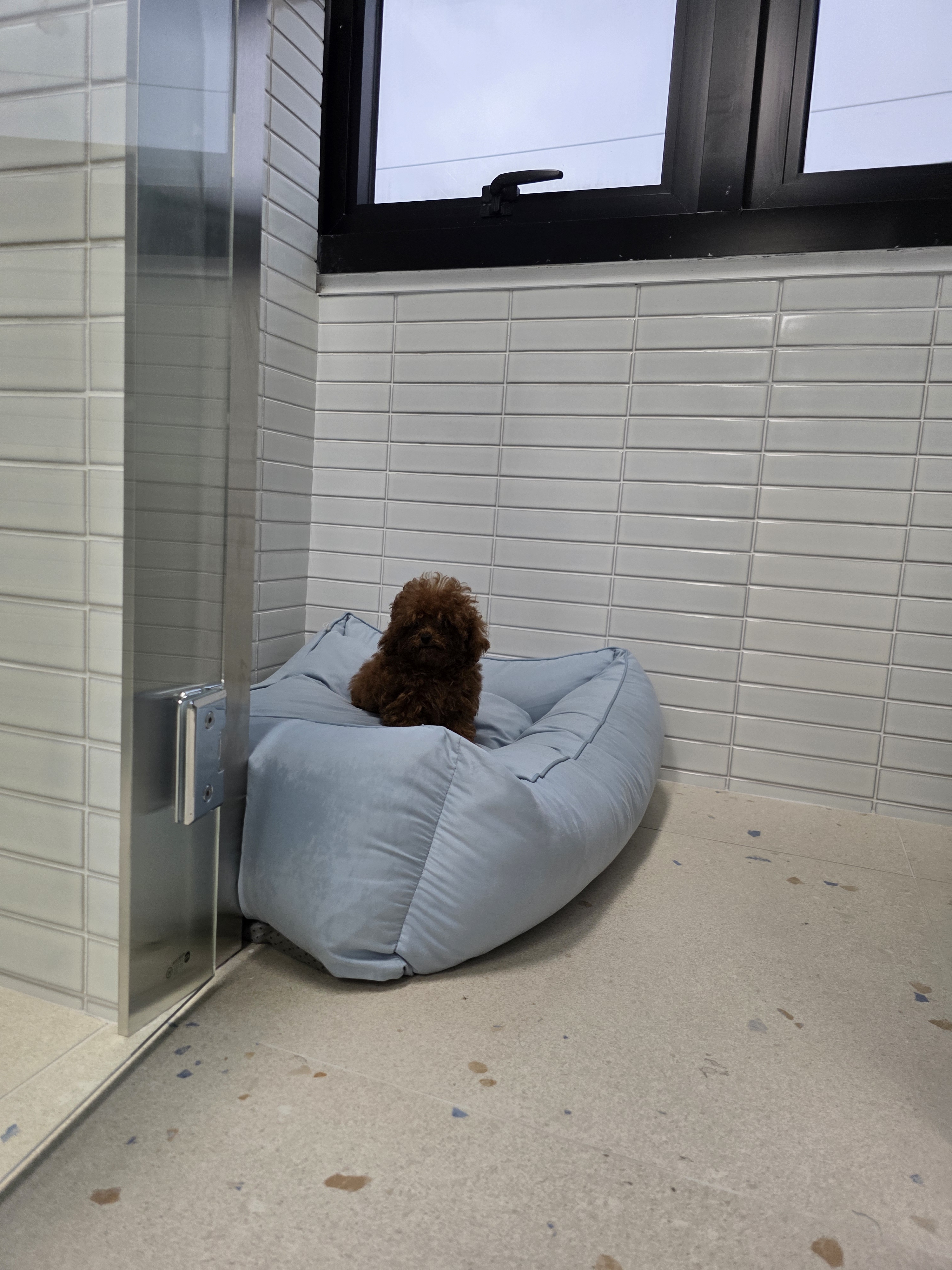 베럴독 대표 이미지