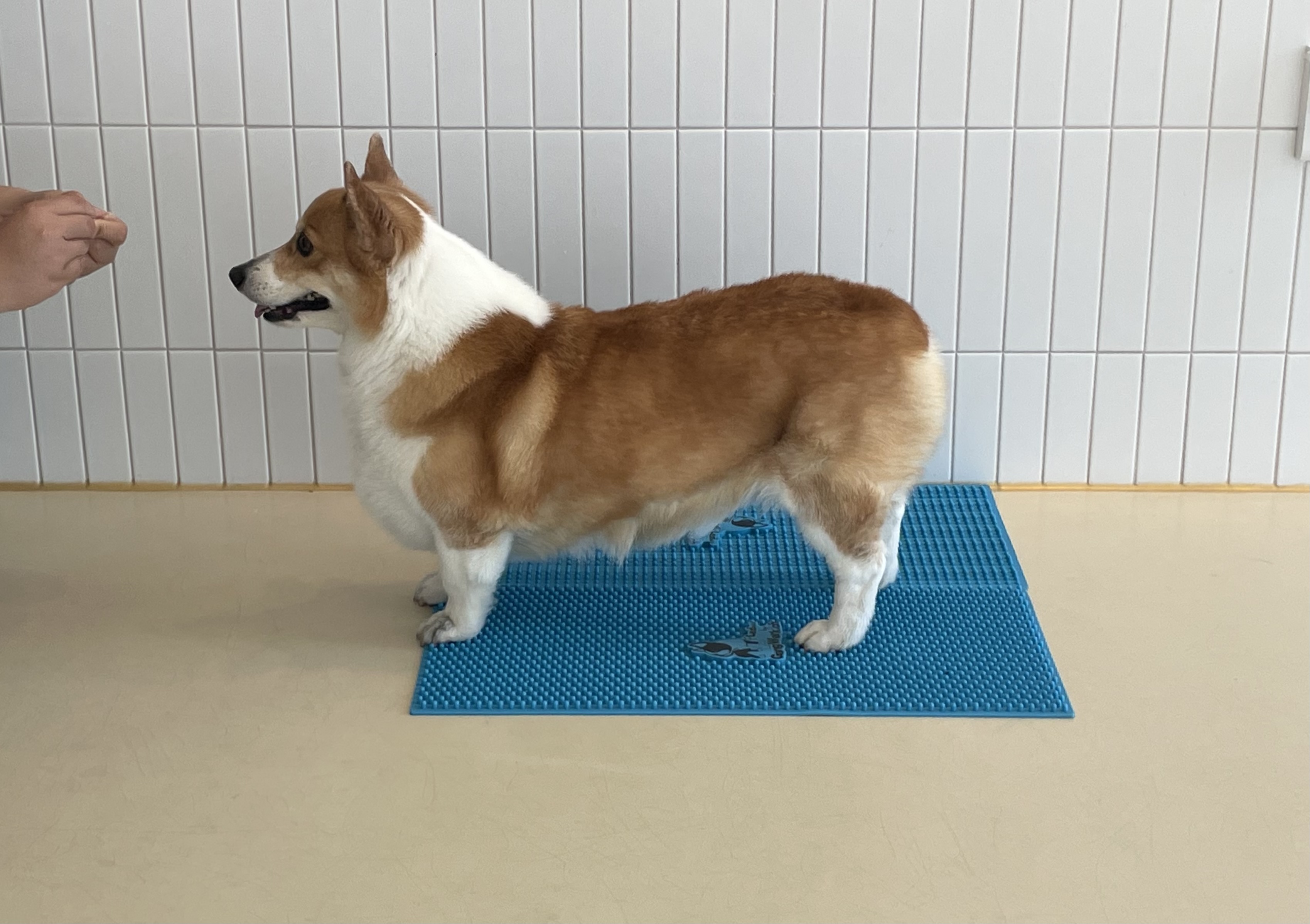 털로덮인친구들 대표 이미지