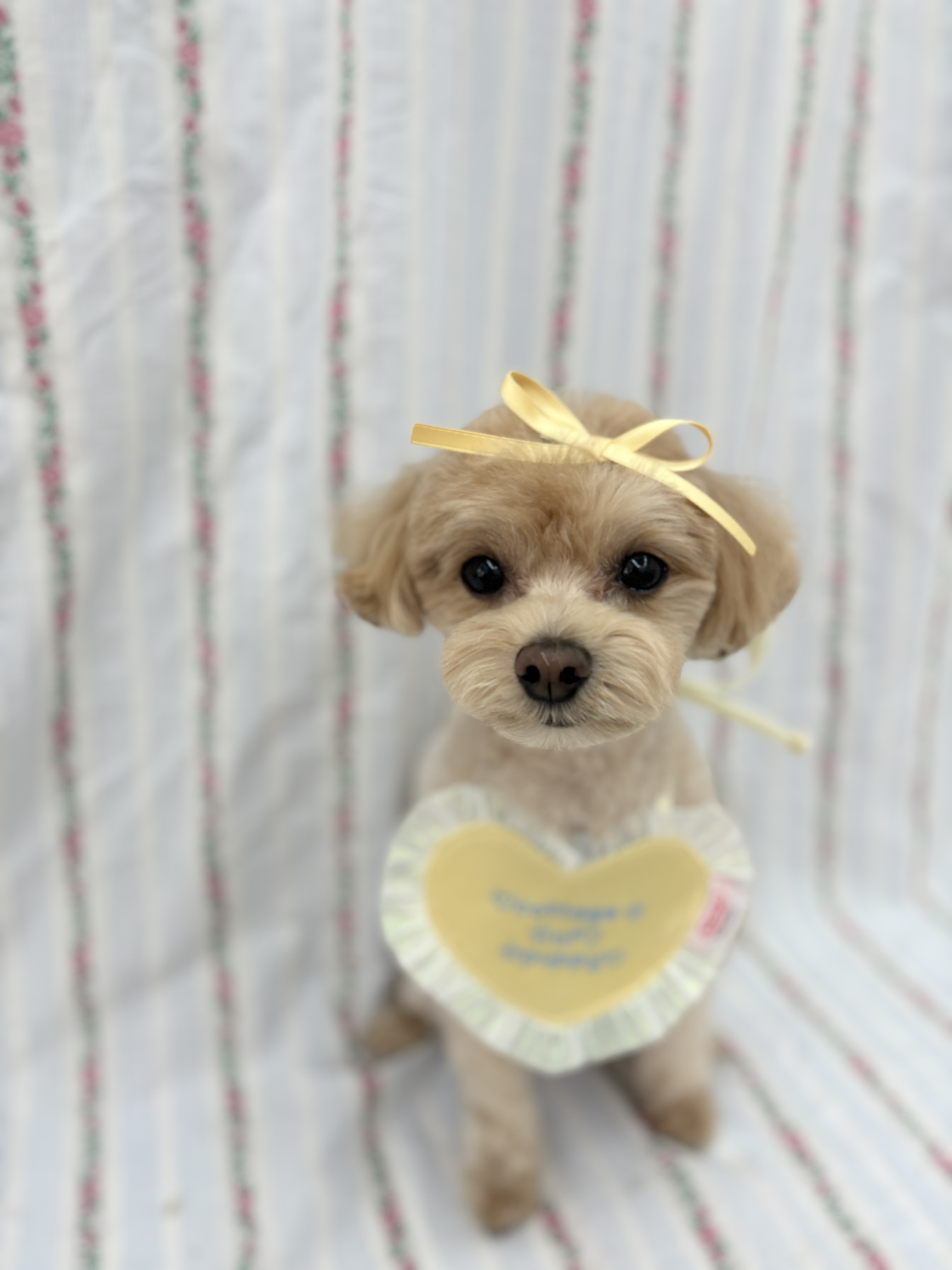 코티지오브퍼피 대표 이미지