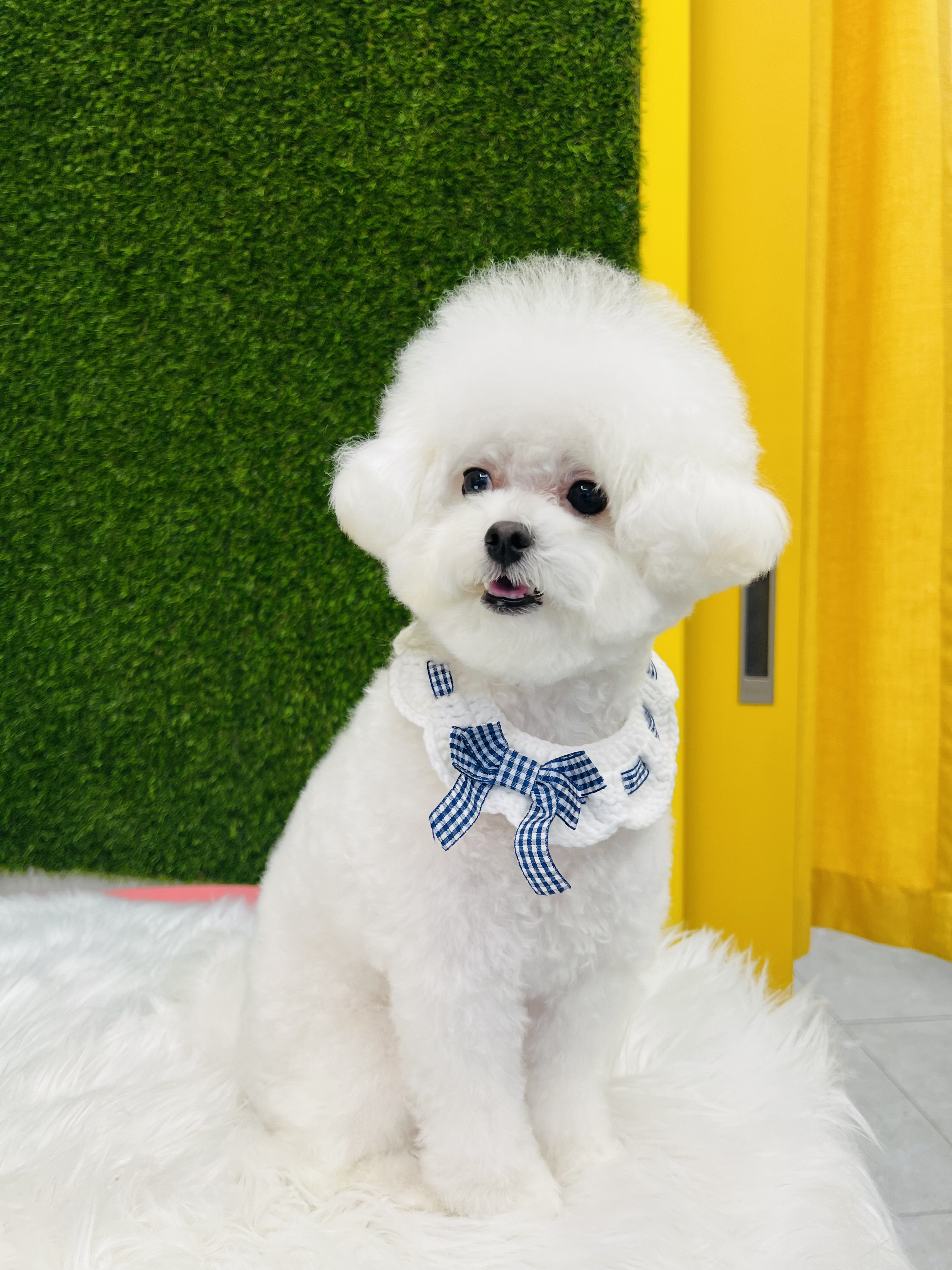 혁신 애견미용 대표 이미지