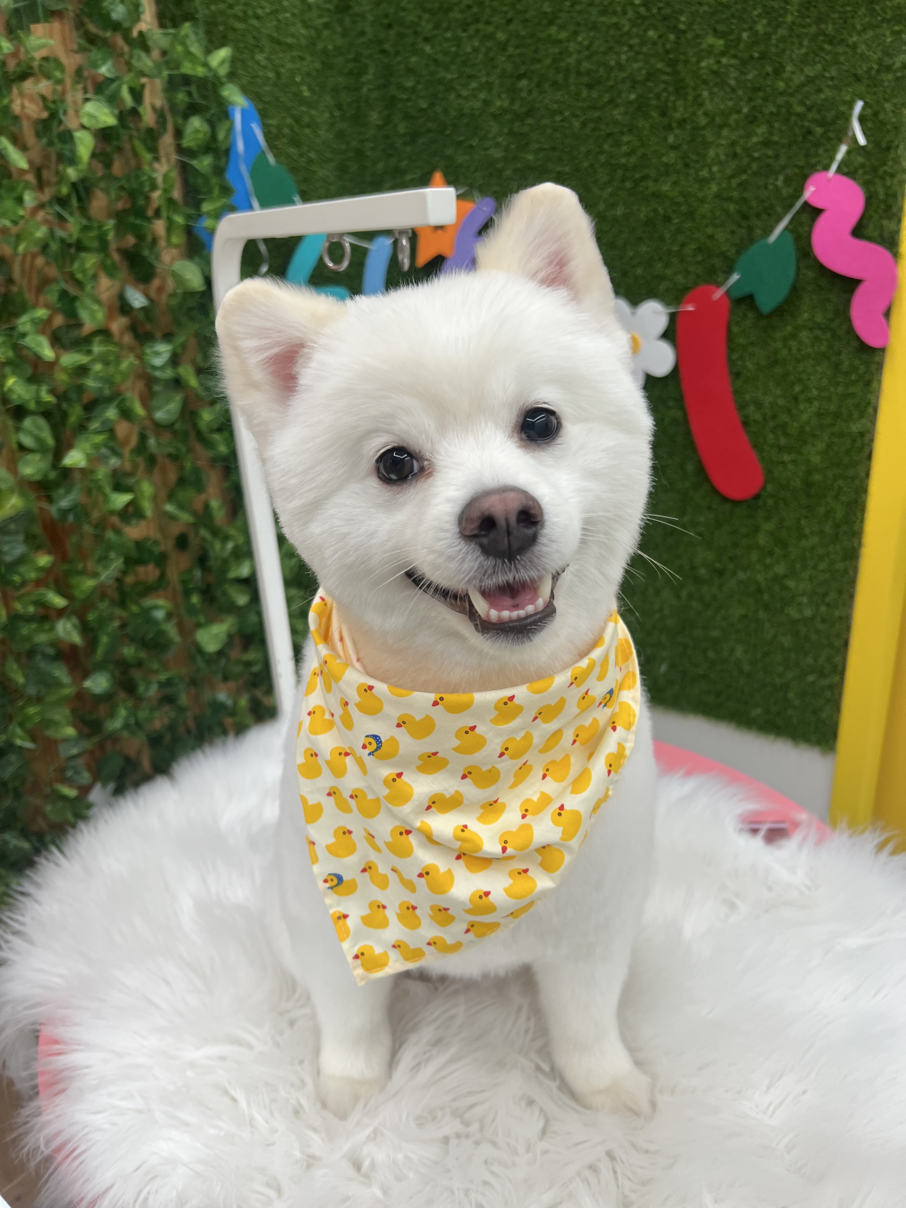 혁신 애견미용 대표 이미지