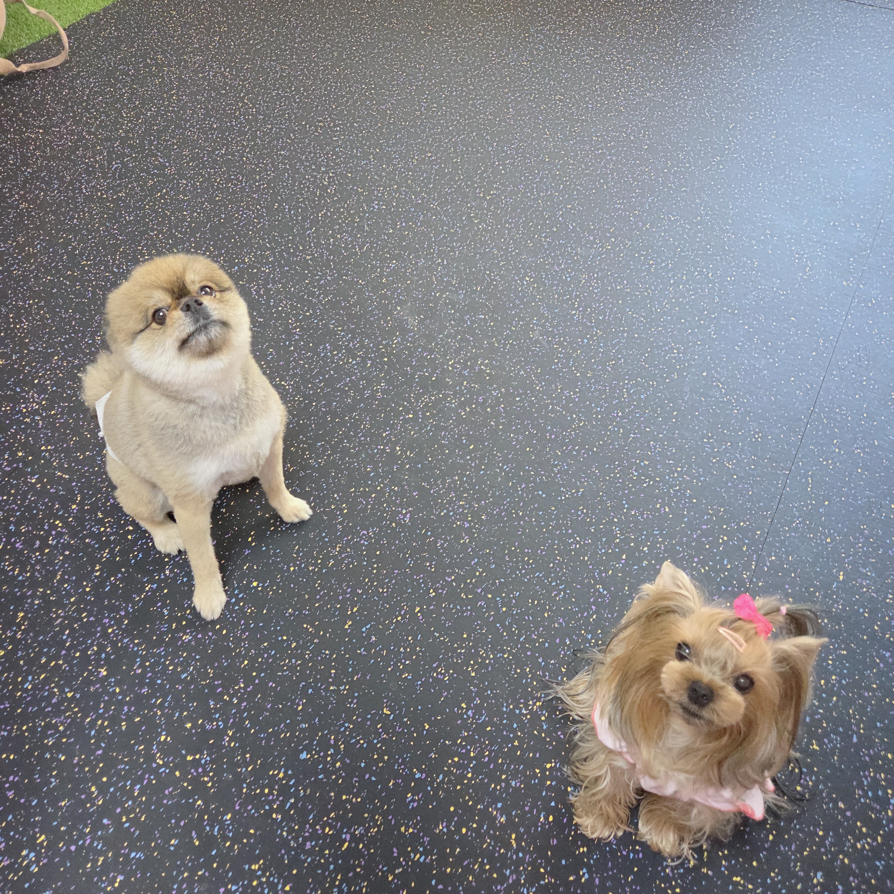 핑키펫 애견유치원&애견호텔 대표 이미지