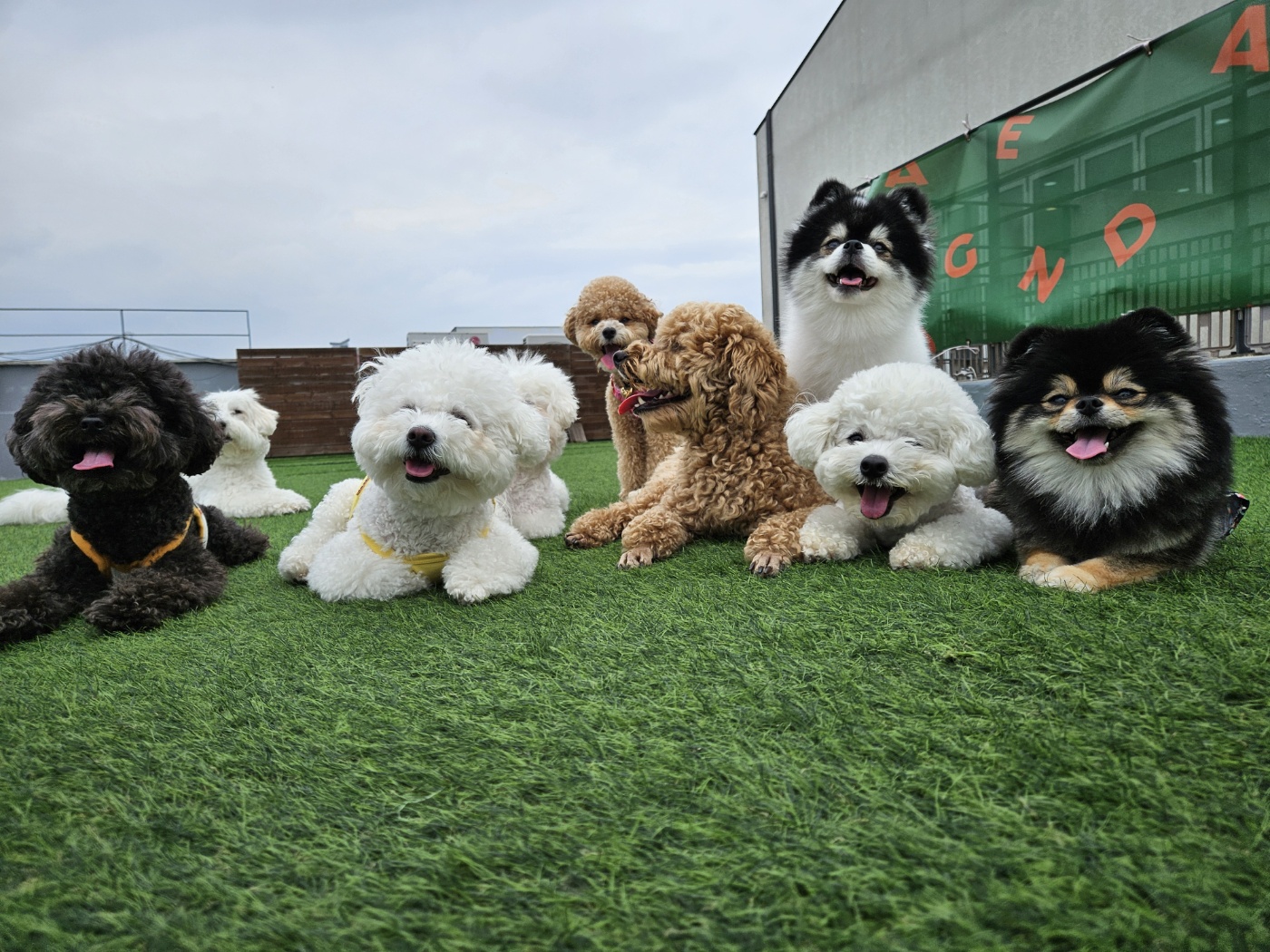 반려견학교 모두모여댕댕 모모댕댕 애견유치원 대표 이미지