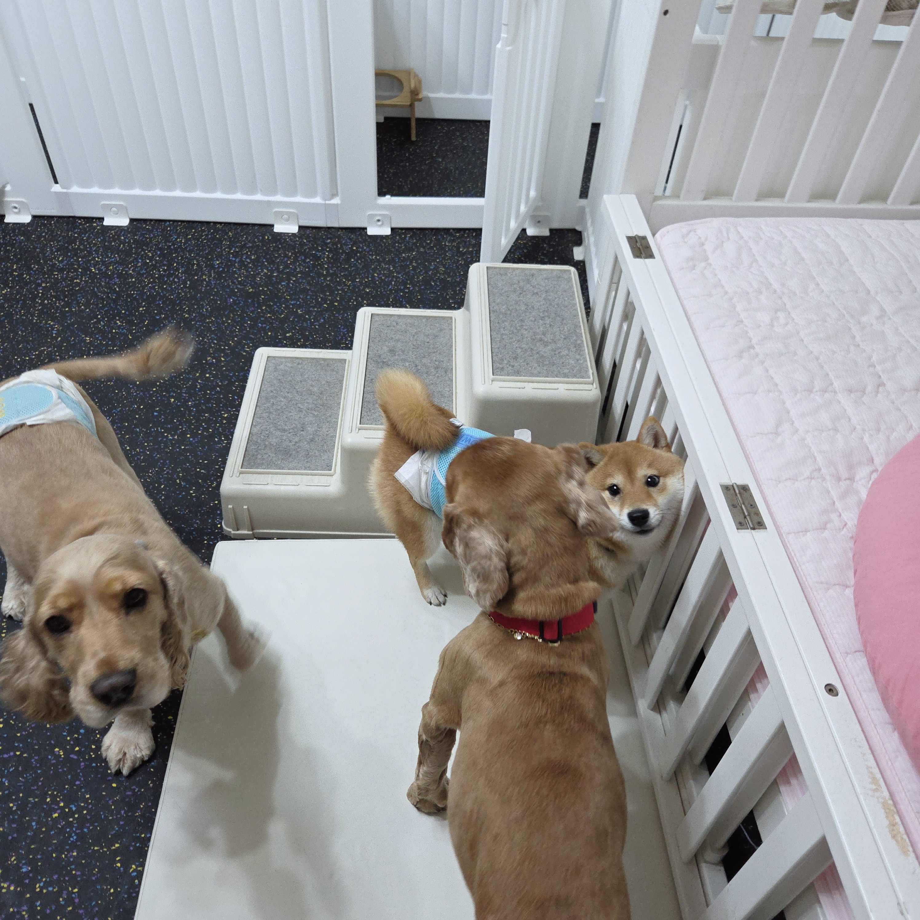 핑키펫 애견유치원&애견호텔 대표 이미지