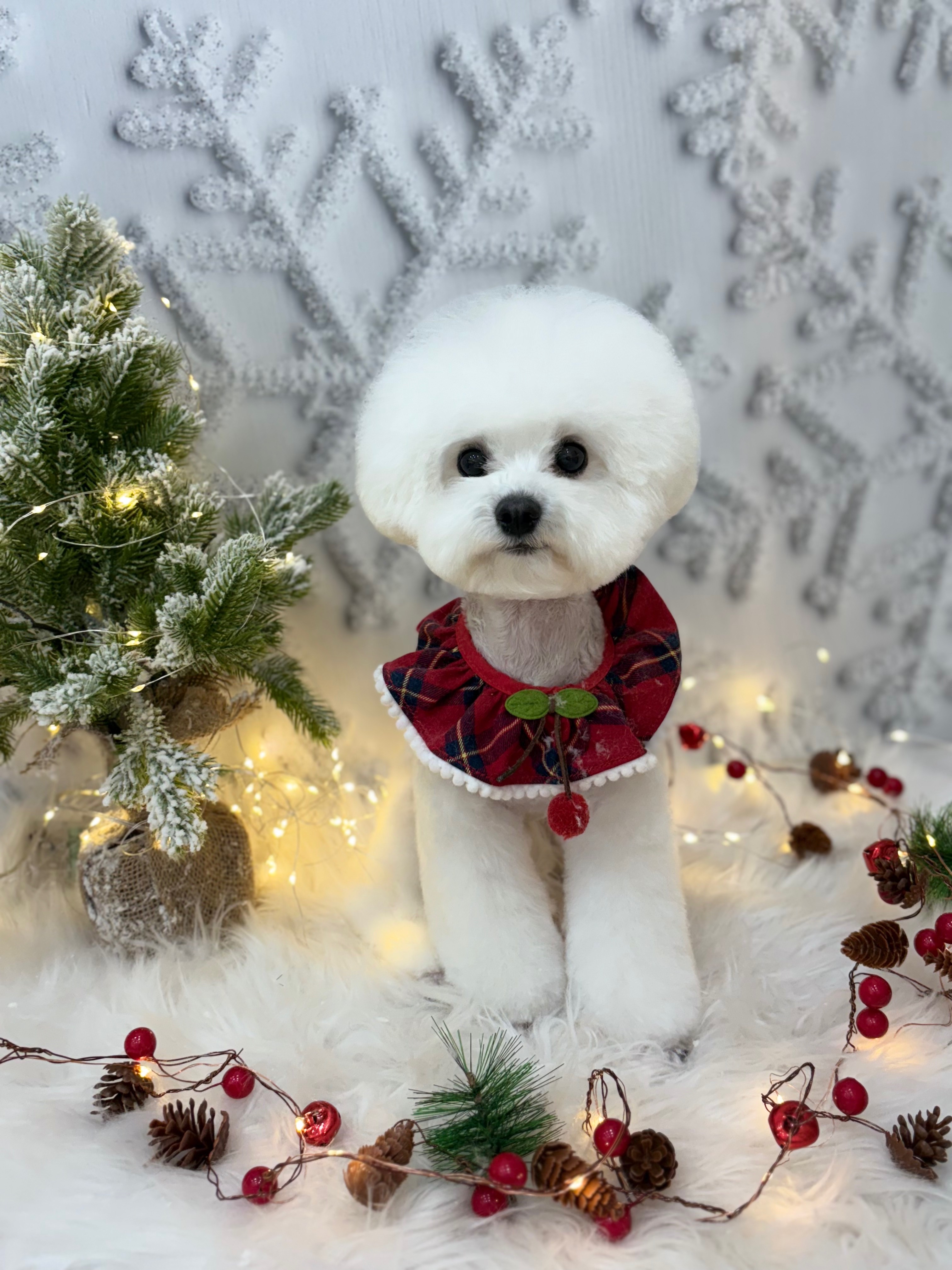 살롱드멍뭉 대표 이미지