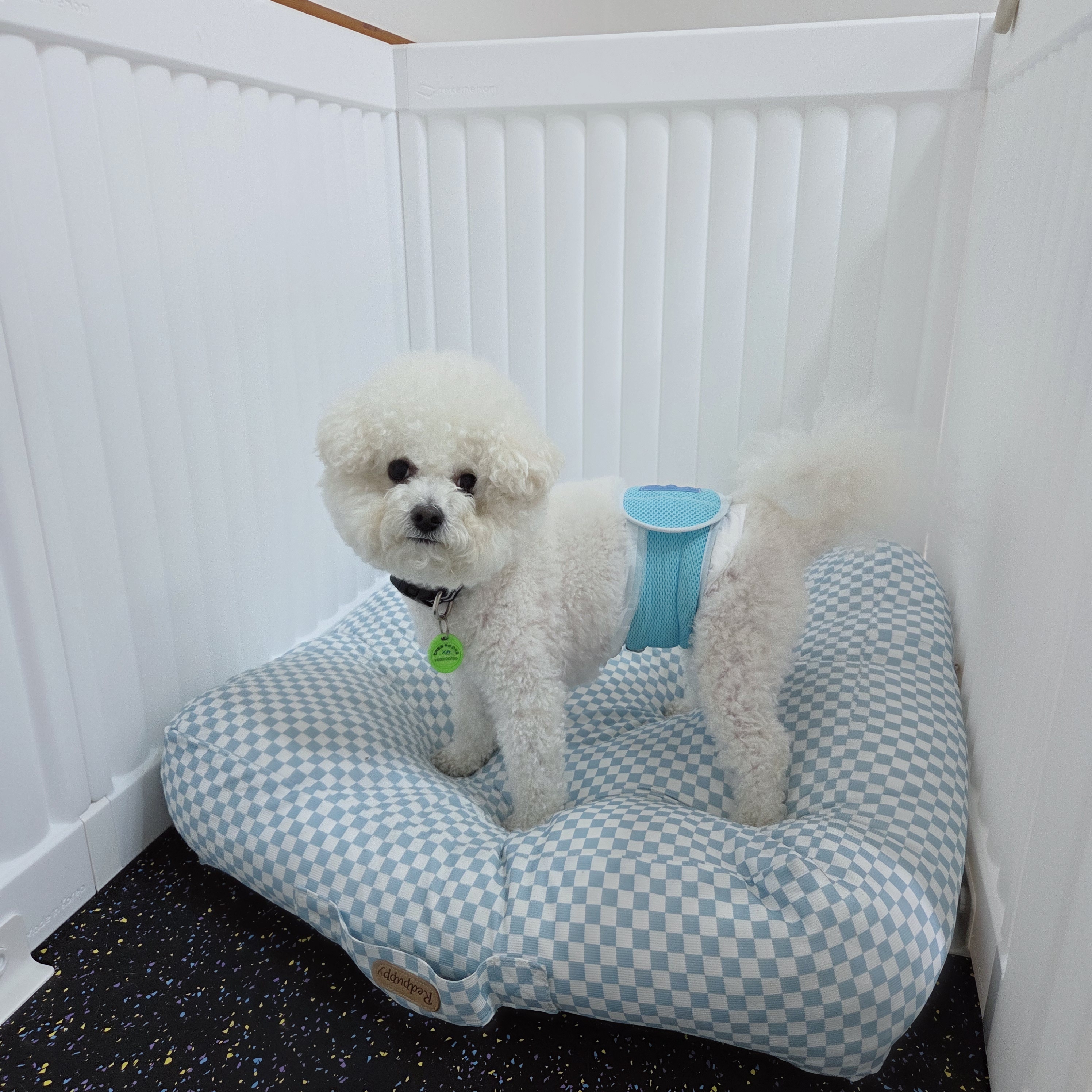 핑키펫 애견유치원&애견호텔 대표 이미지