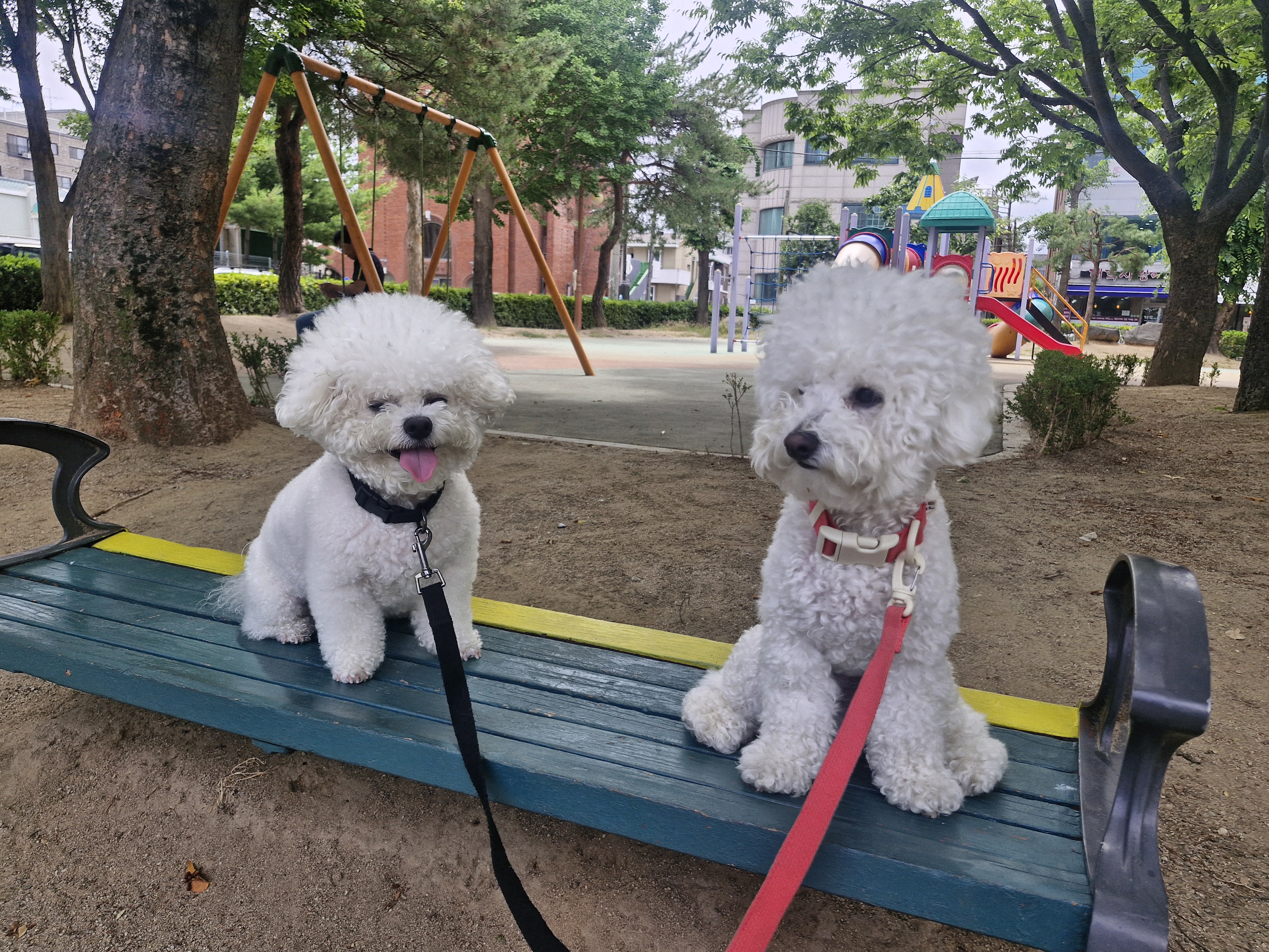 로젯펫트레이닝센터 대표 이미지