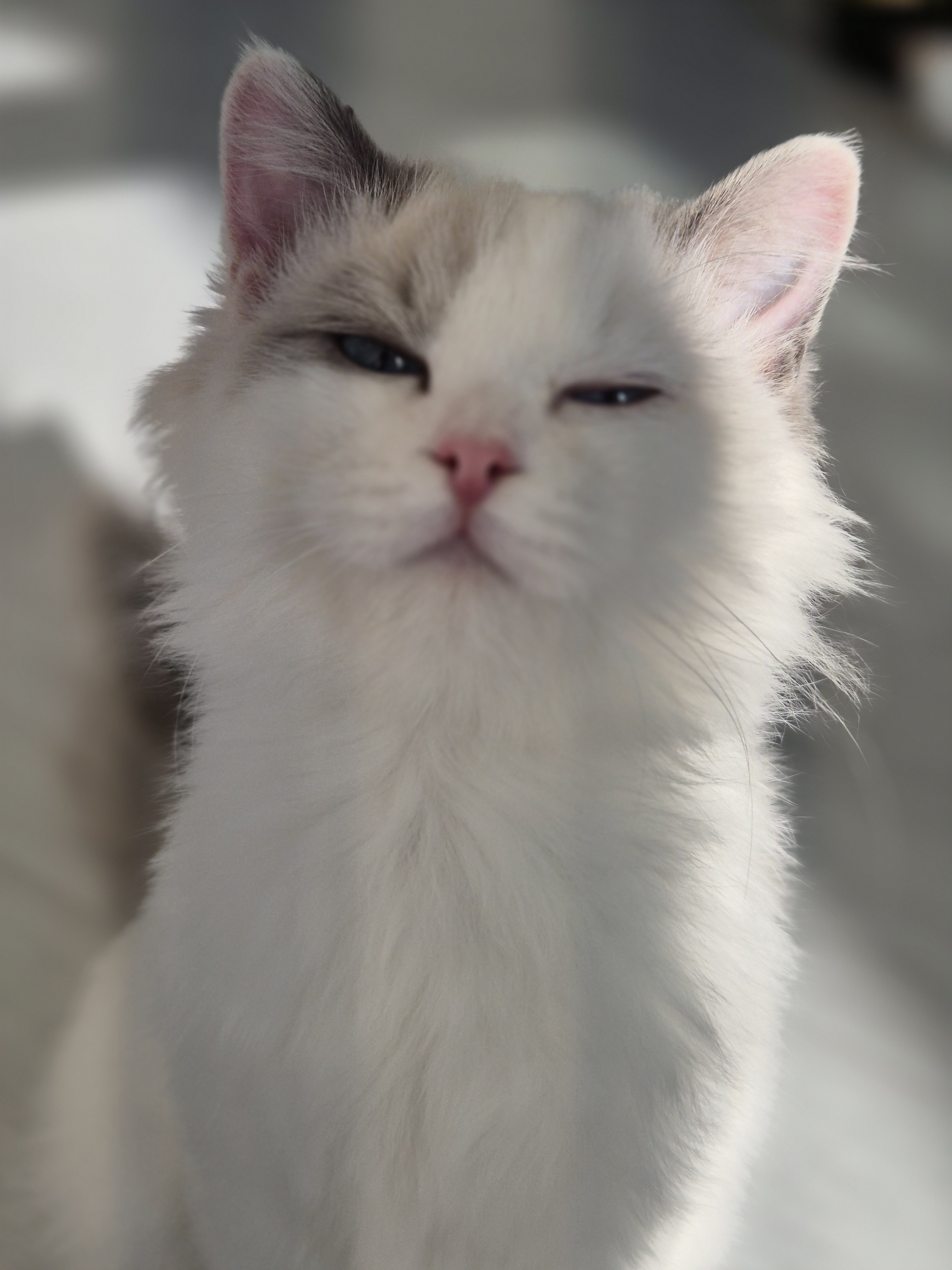 캣플헤븐 AK플라자 금정점 대표 이미지