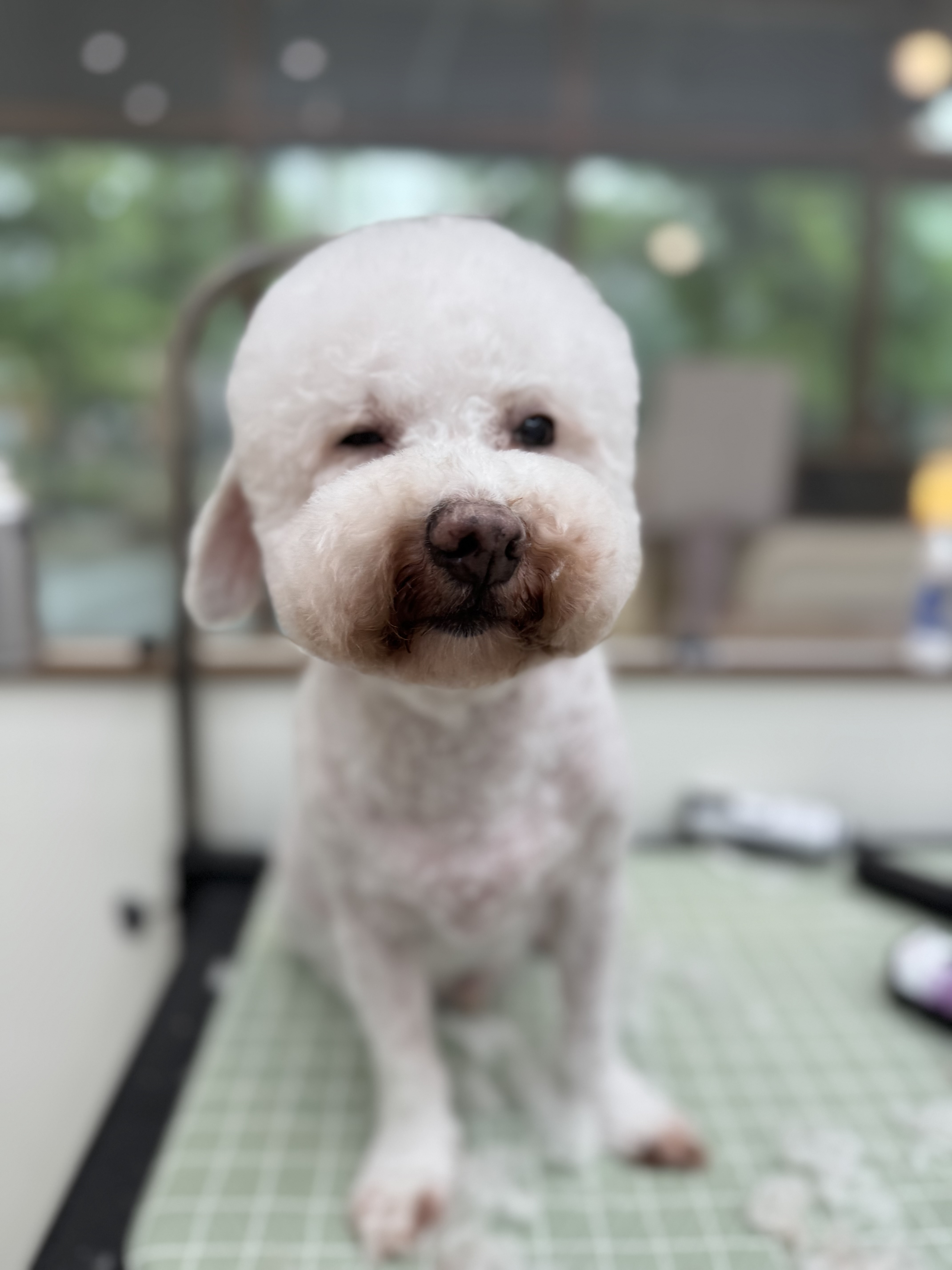 그루밍버블리 대표 이미지