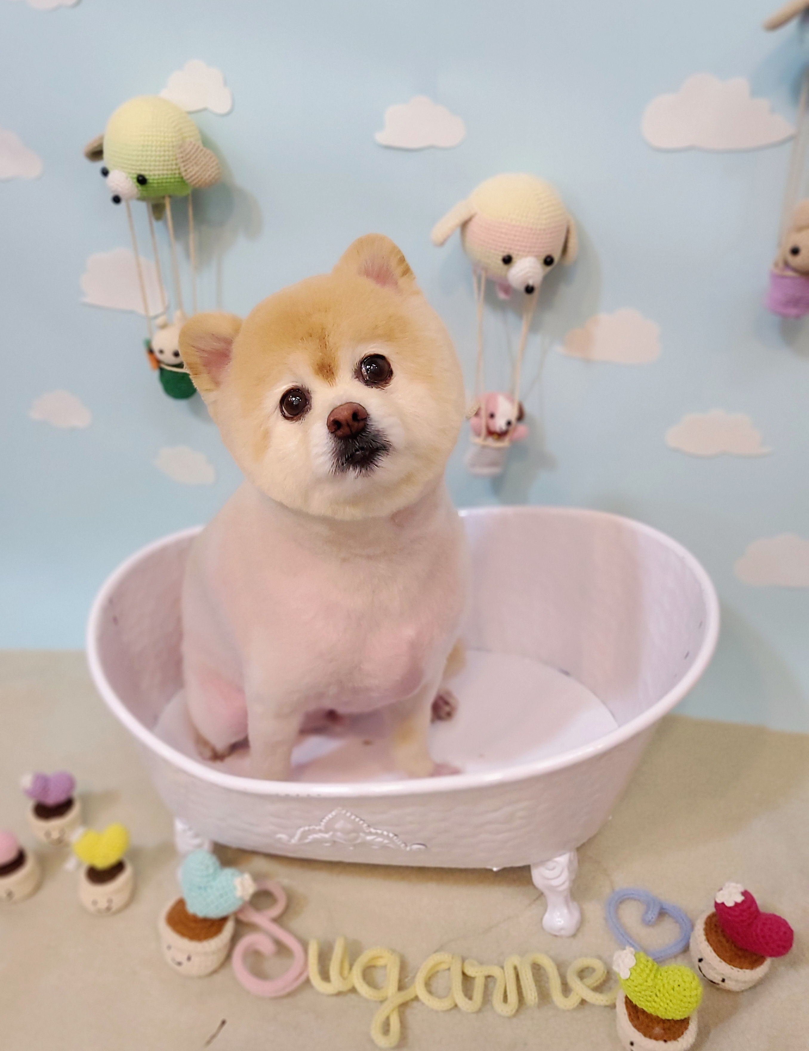 슈가네 대표 이미지