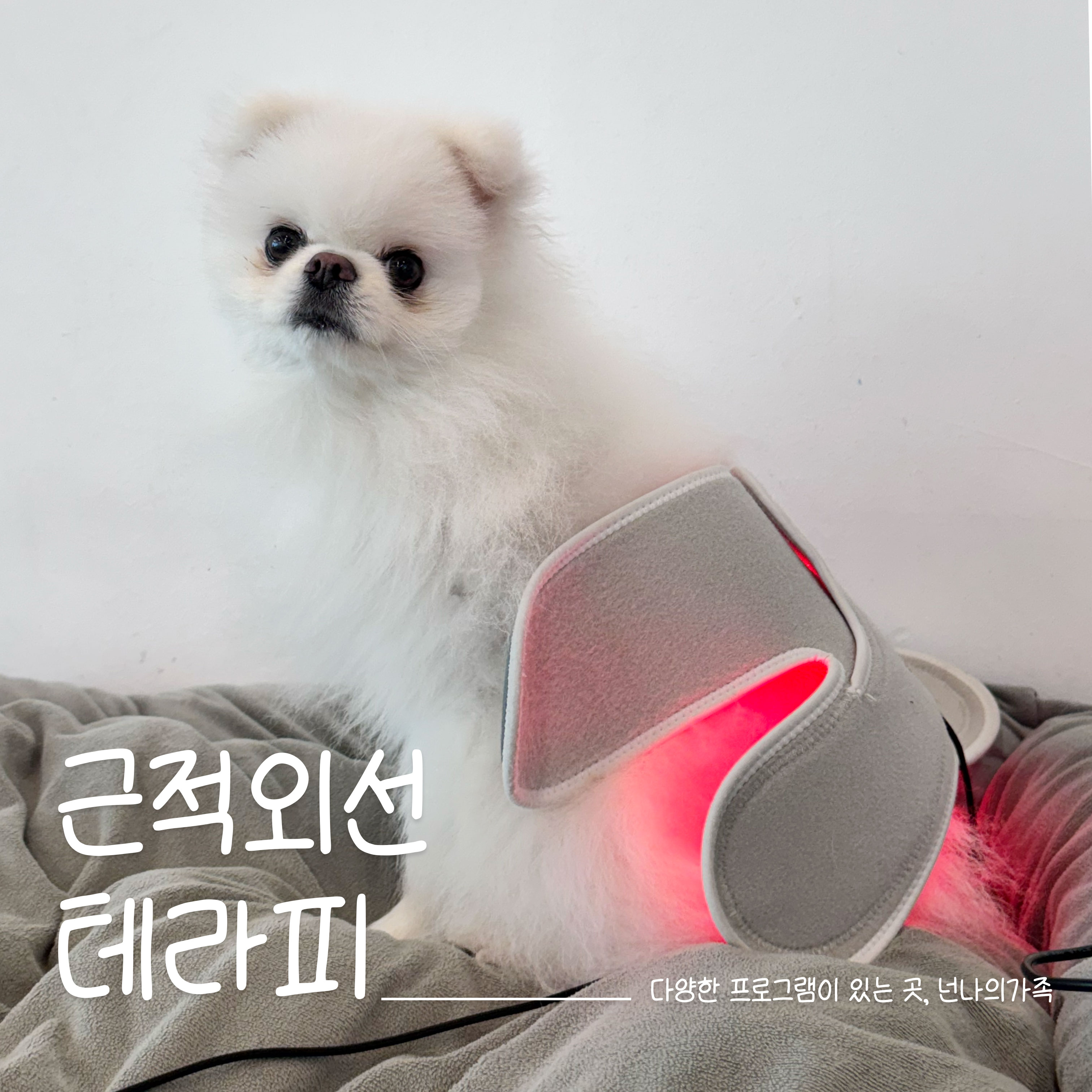 넌나의가족 애견유치원 대표 이미지