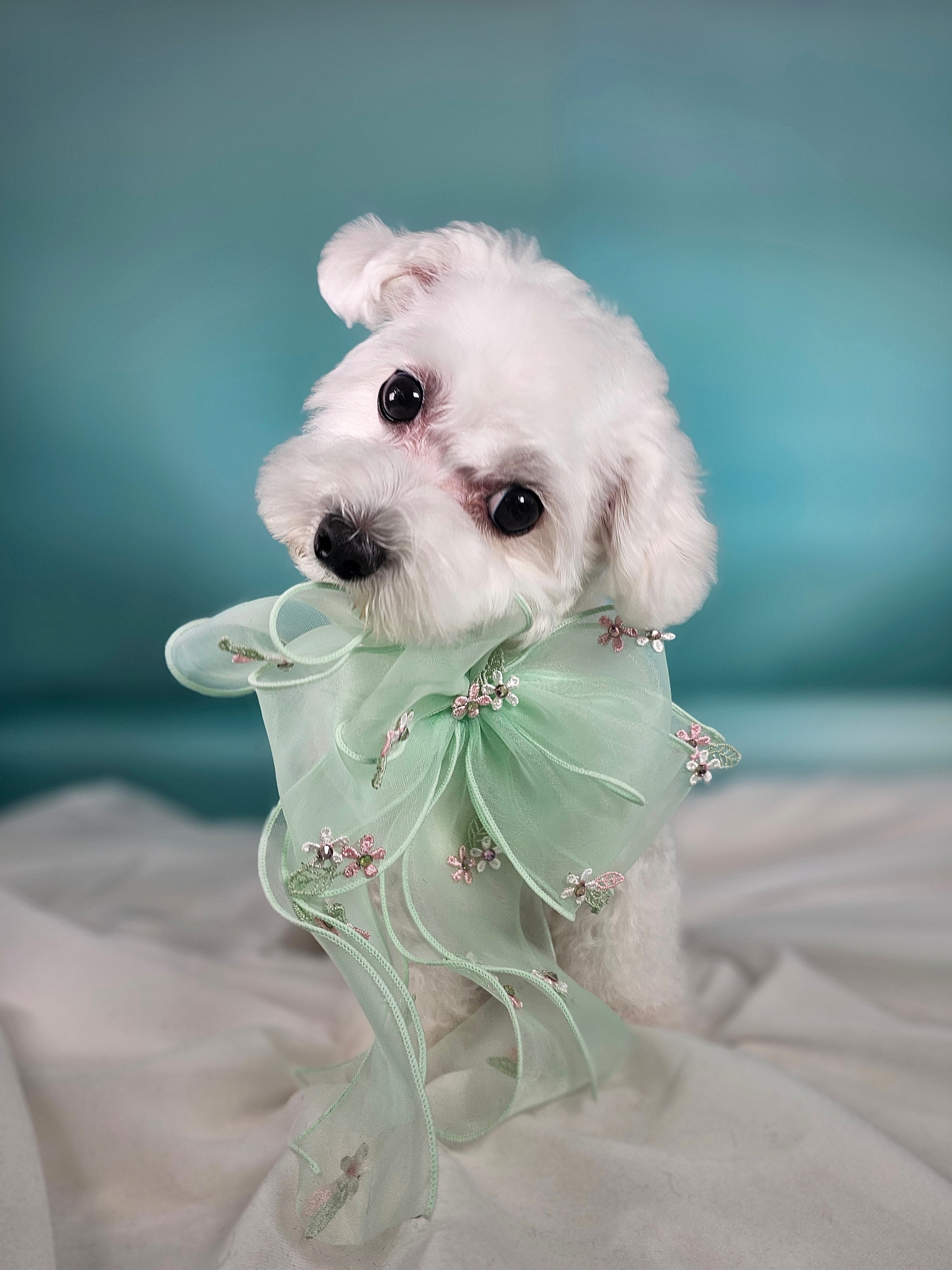 어서오시개 대표 이미지