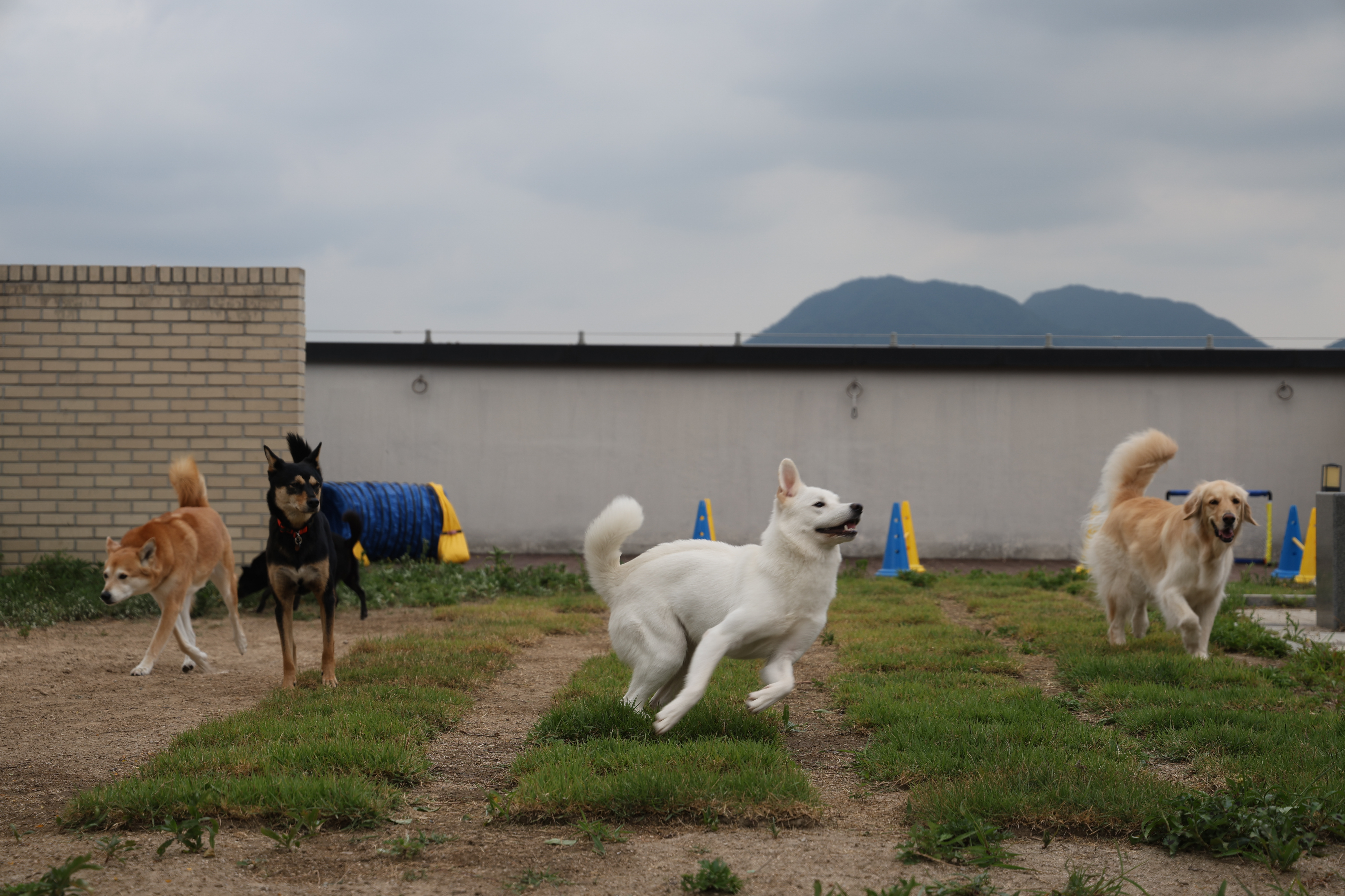 해피독 트레이닝 스쿨 대표 이미지